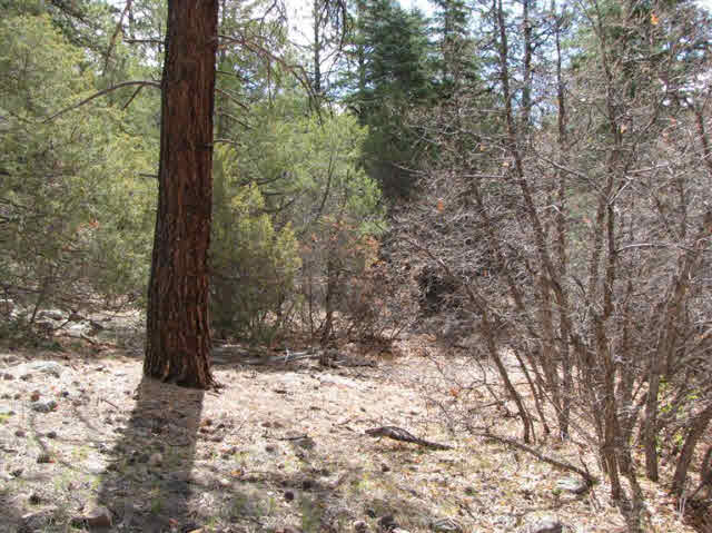 U-7 TR 95, Ponderosa