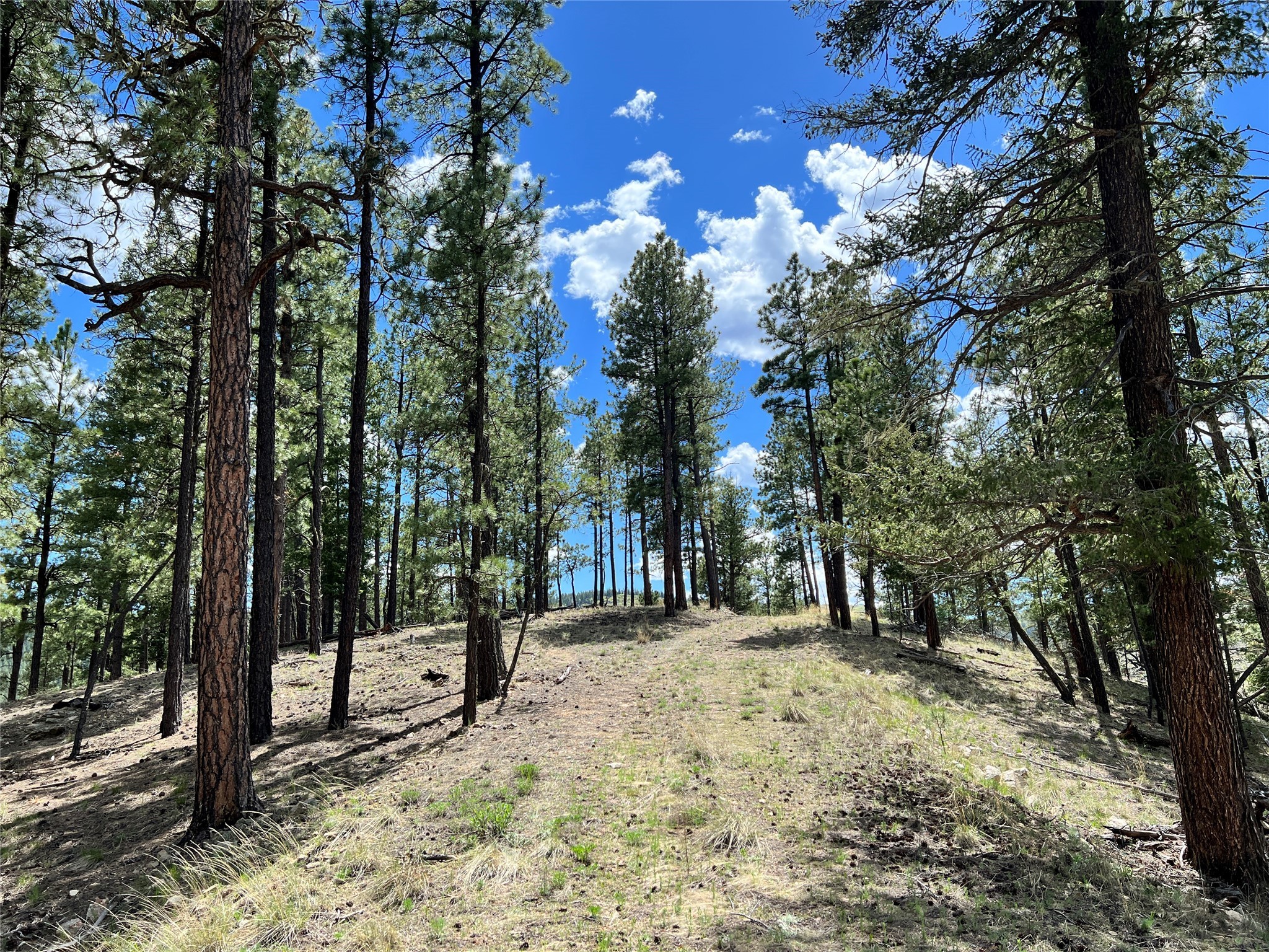 Vicinity Forest Road 86
