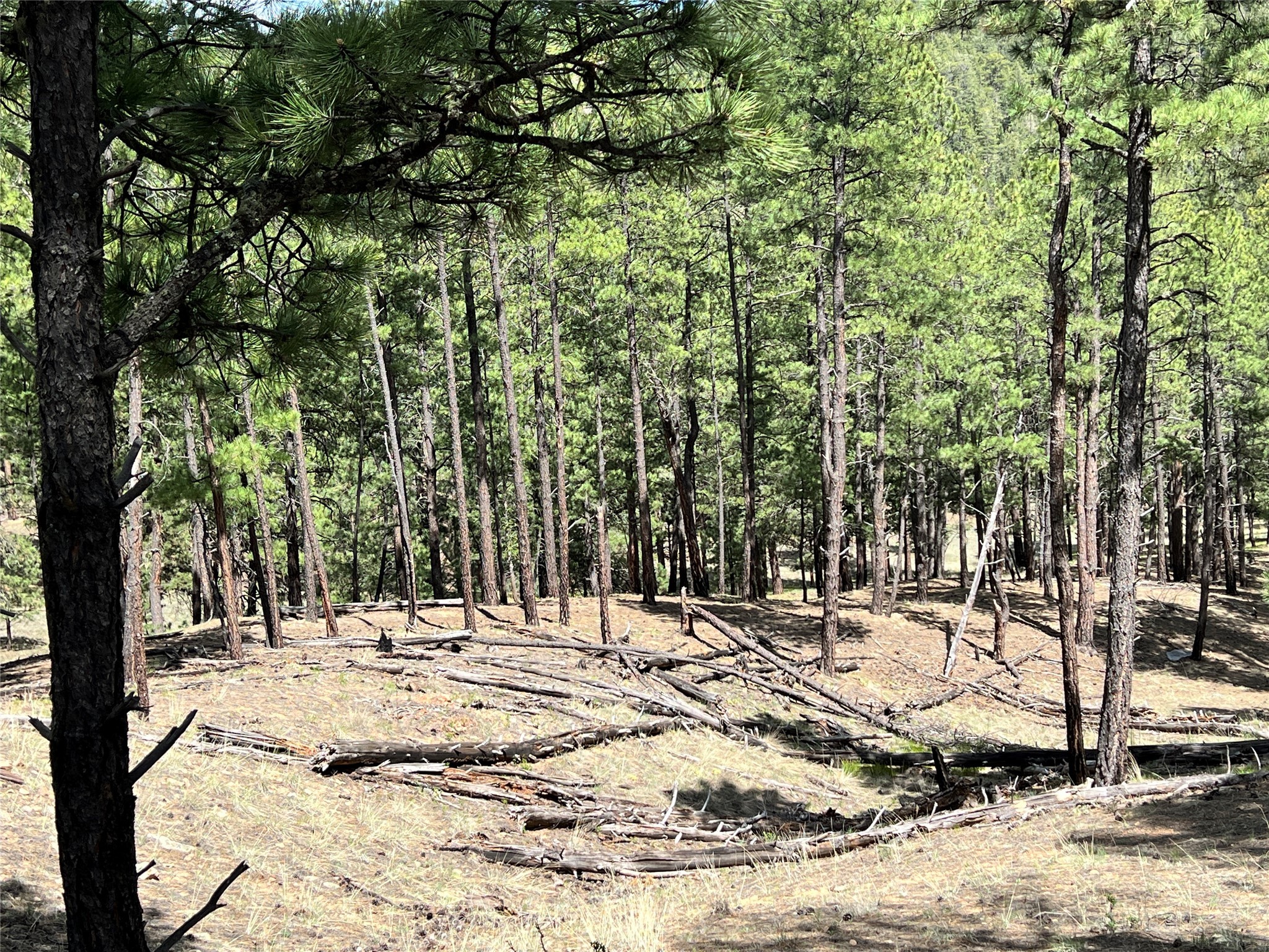 Vicinity Forest Road 86