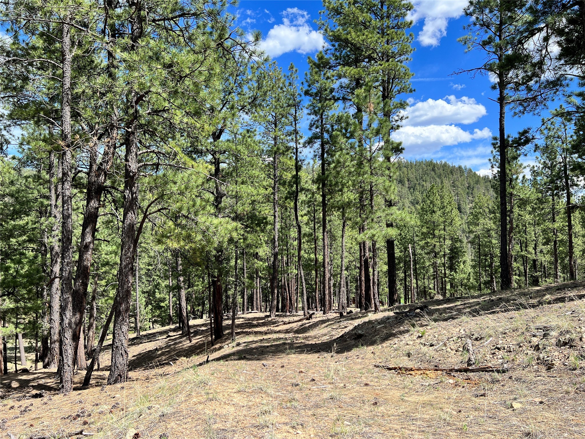 Vicinity Forest Road 86