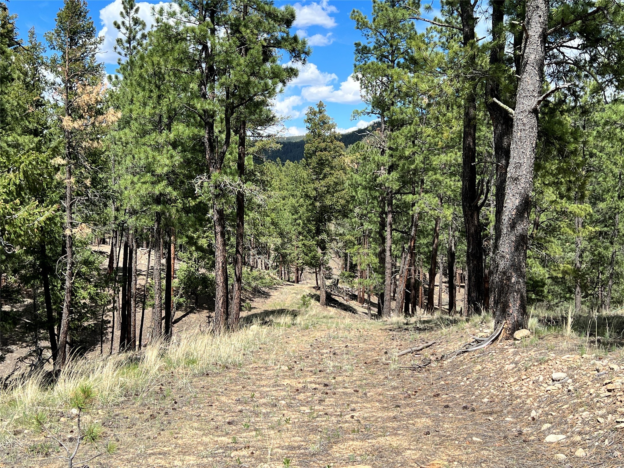 Vicinity Forest Road 86