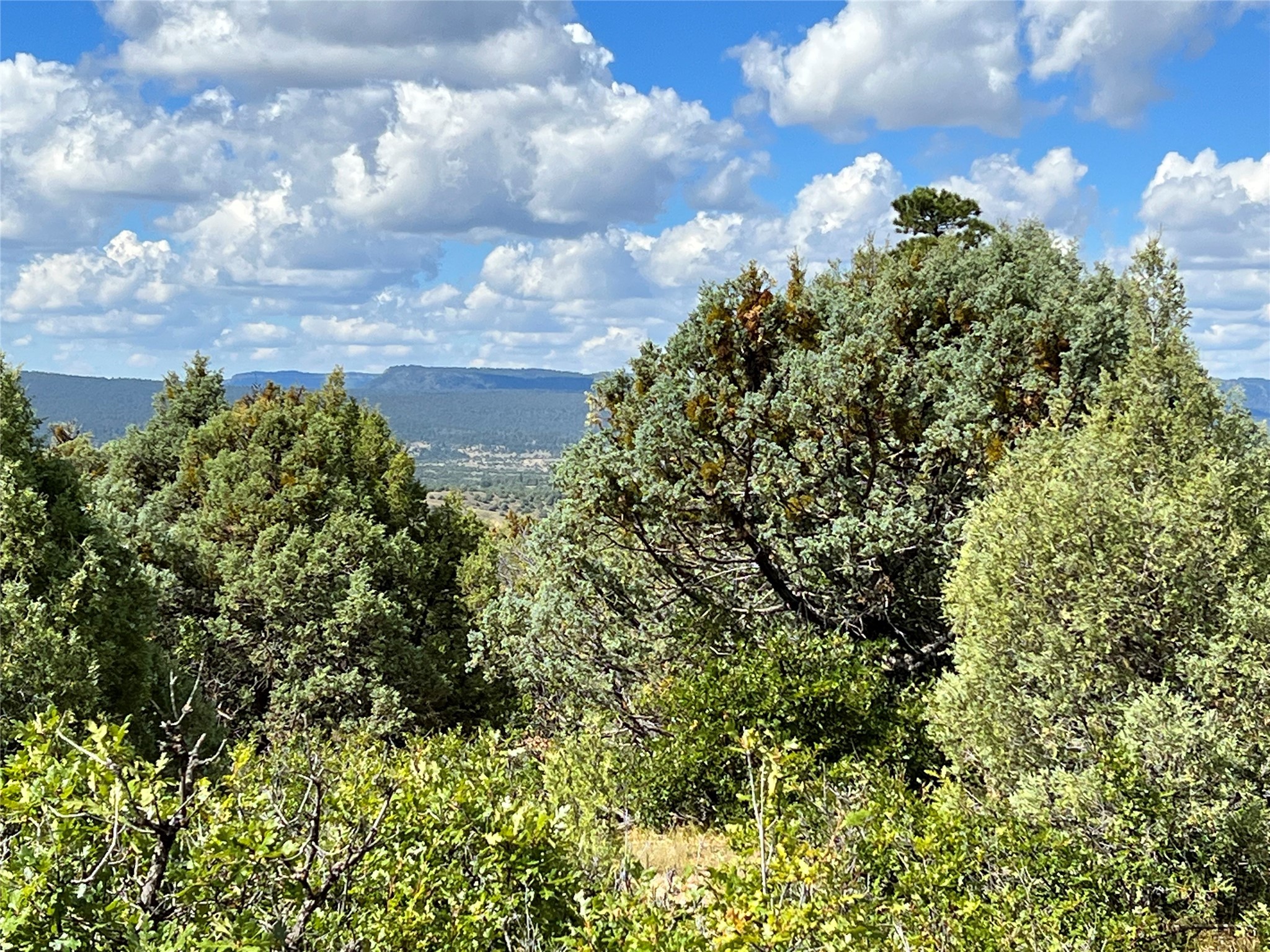 TBD U-1, T-7, Ponderosa