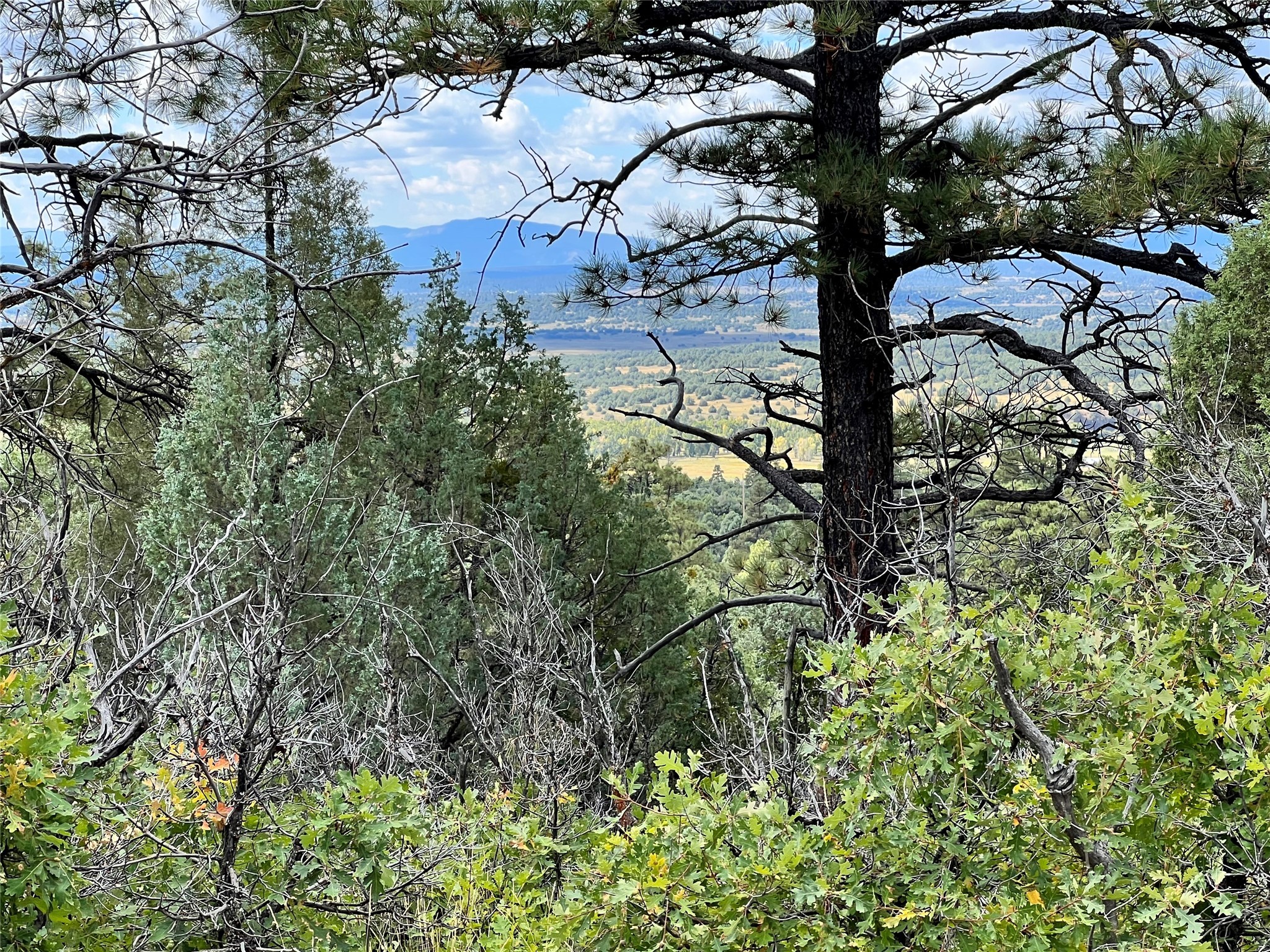TBD U-1, T-7, Ponderosa