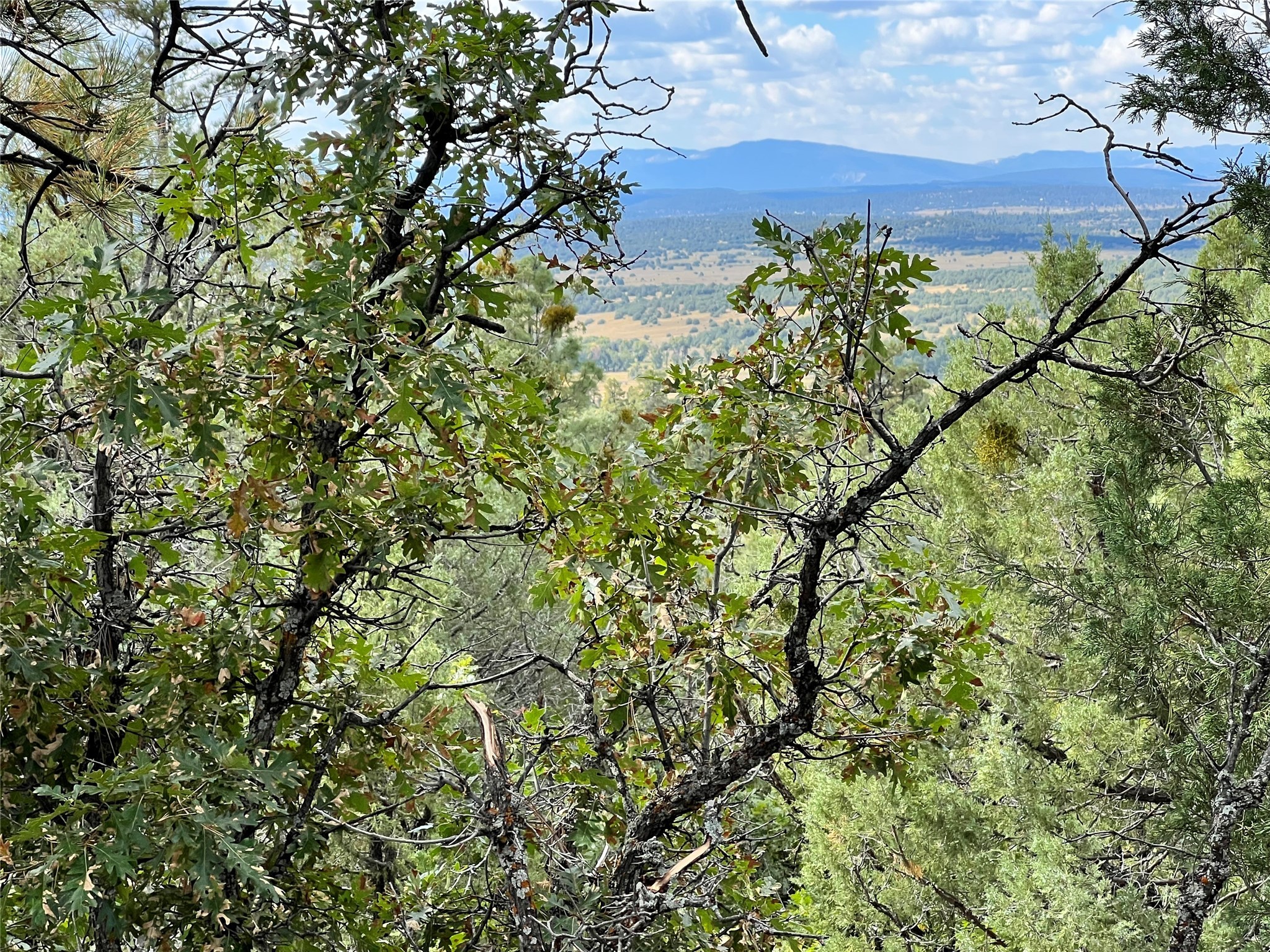 TBD U-1, T-7, Ponderosa