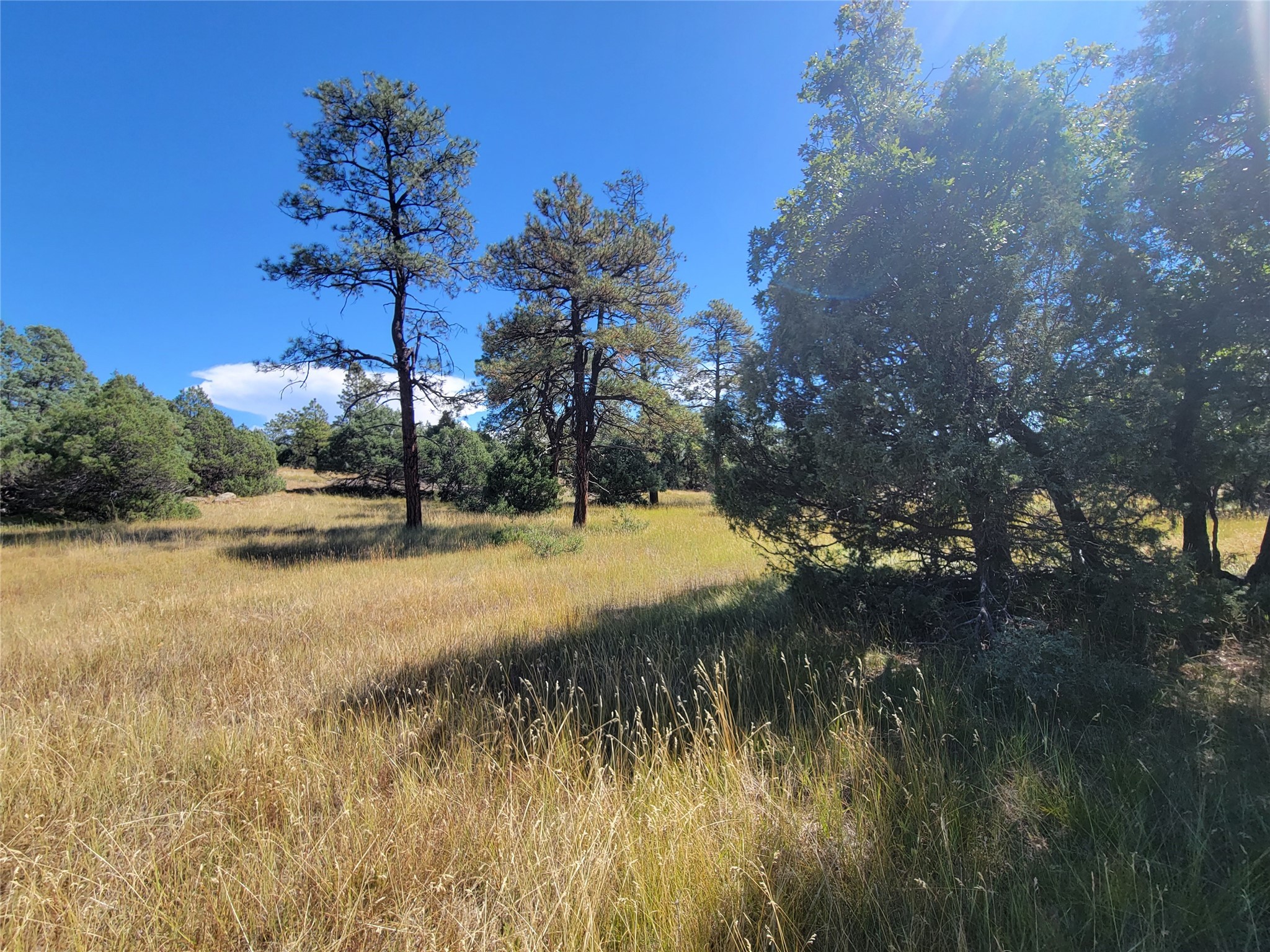 Lot 64 Rim Unit: 1