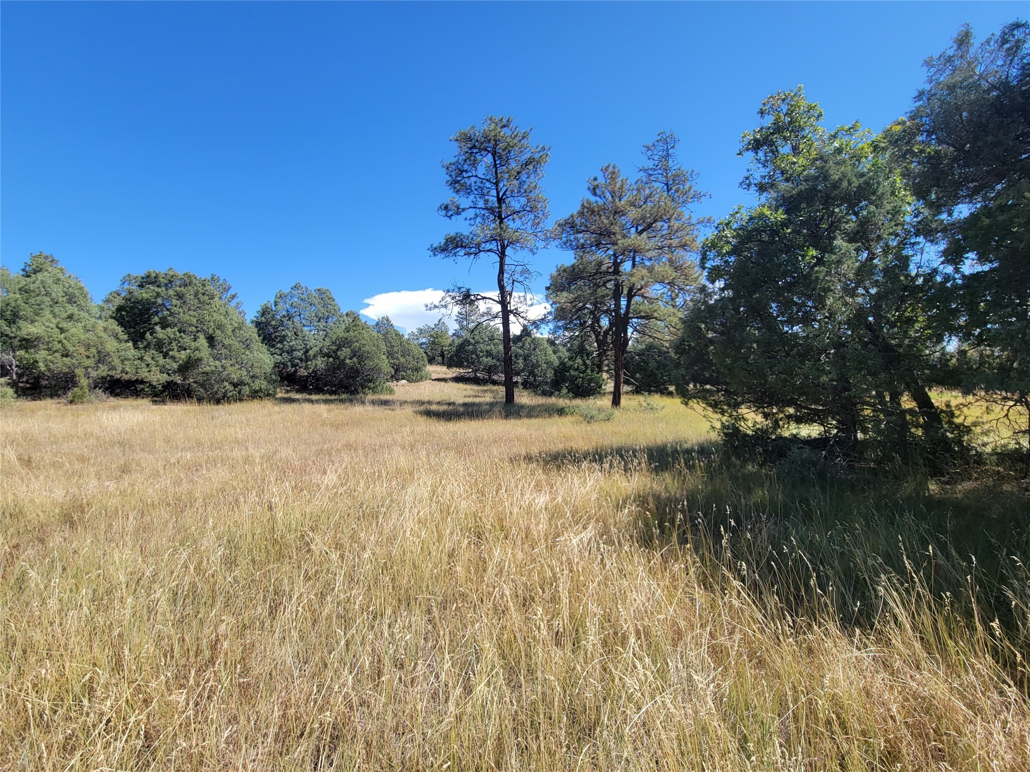 Lot 64 Rim Unit: 1