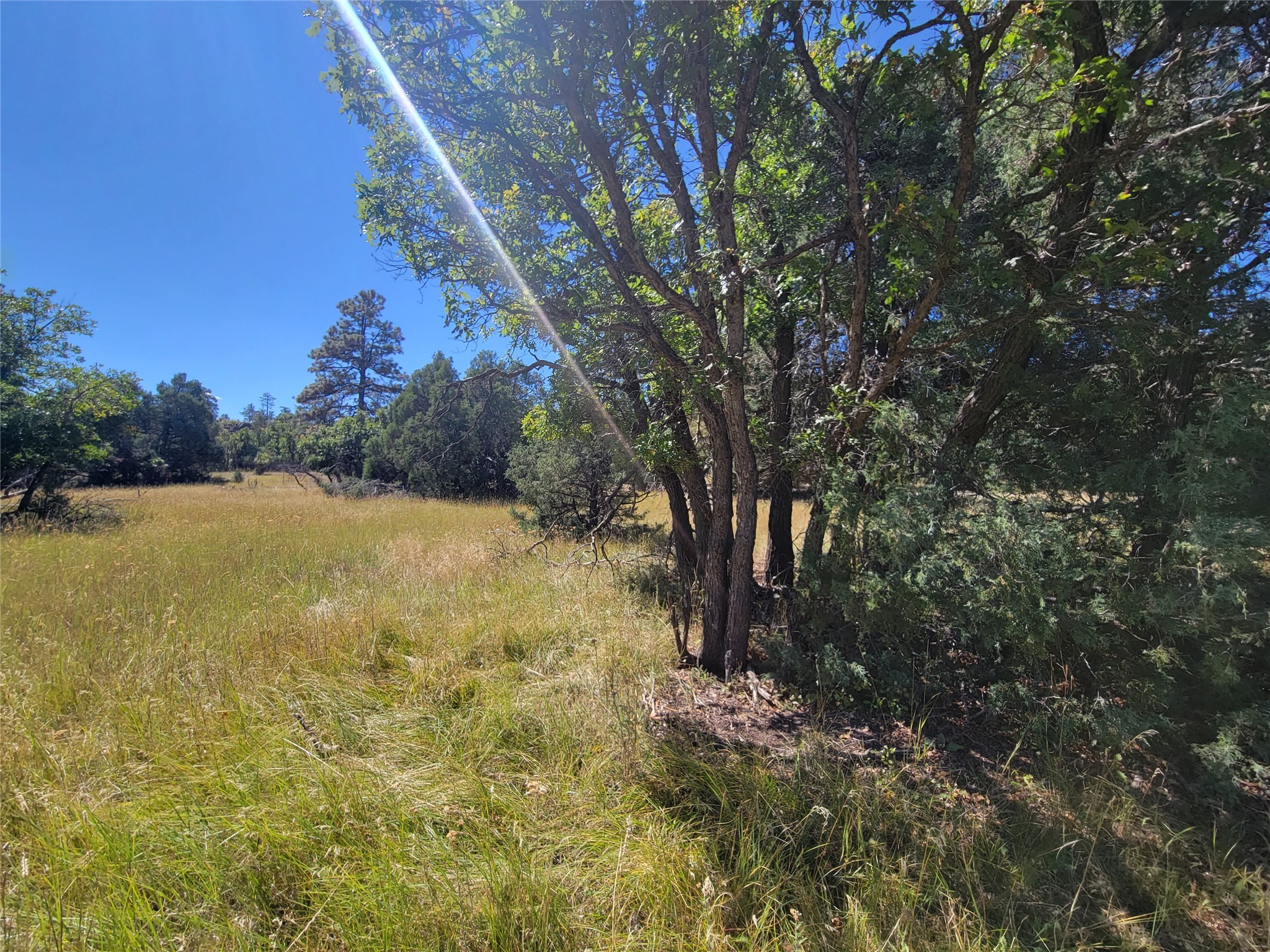 Lot 64 Rim Unit: 1