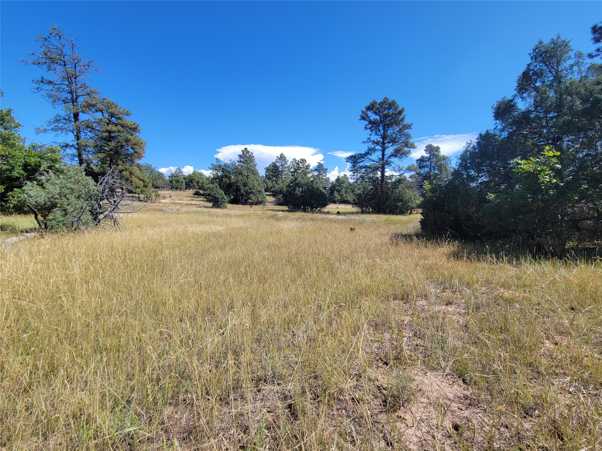 Lot 64 Rim Unit: 1