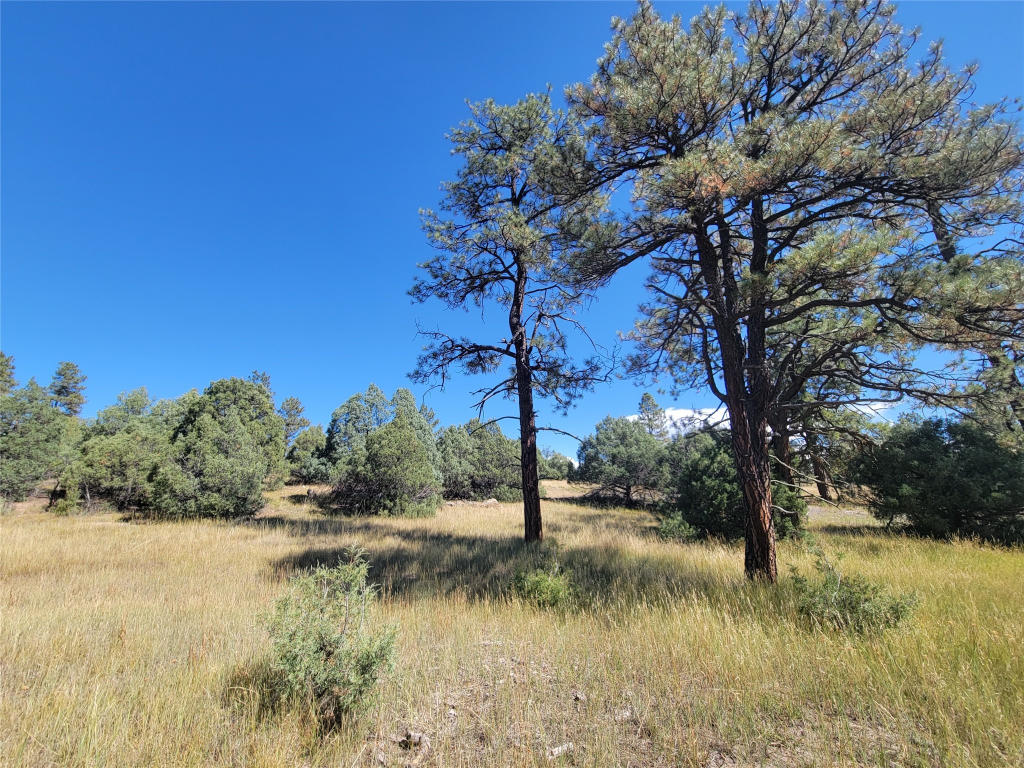 Lot 64 Rim Unit: 1