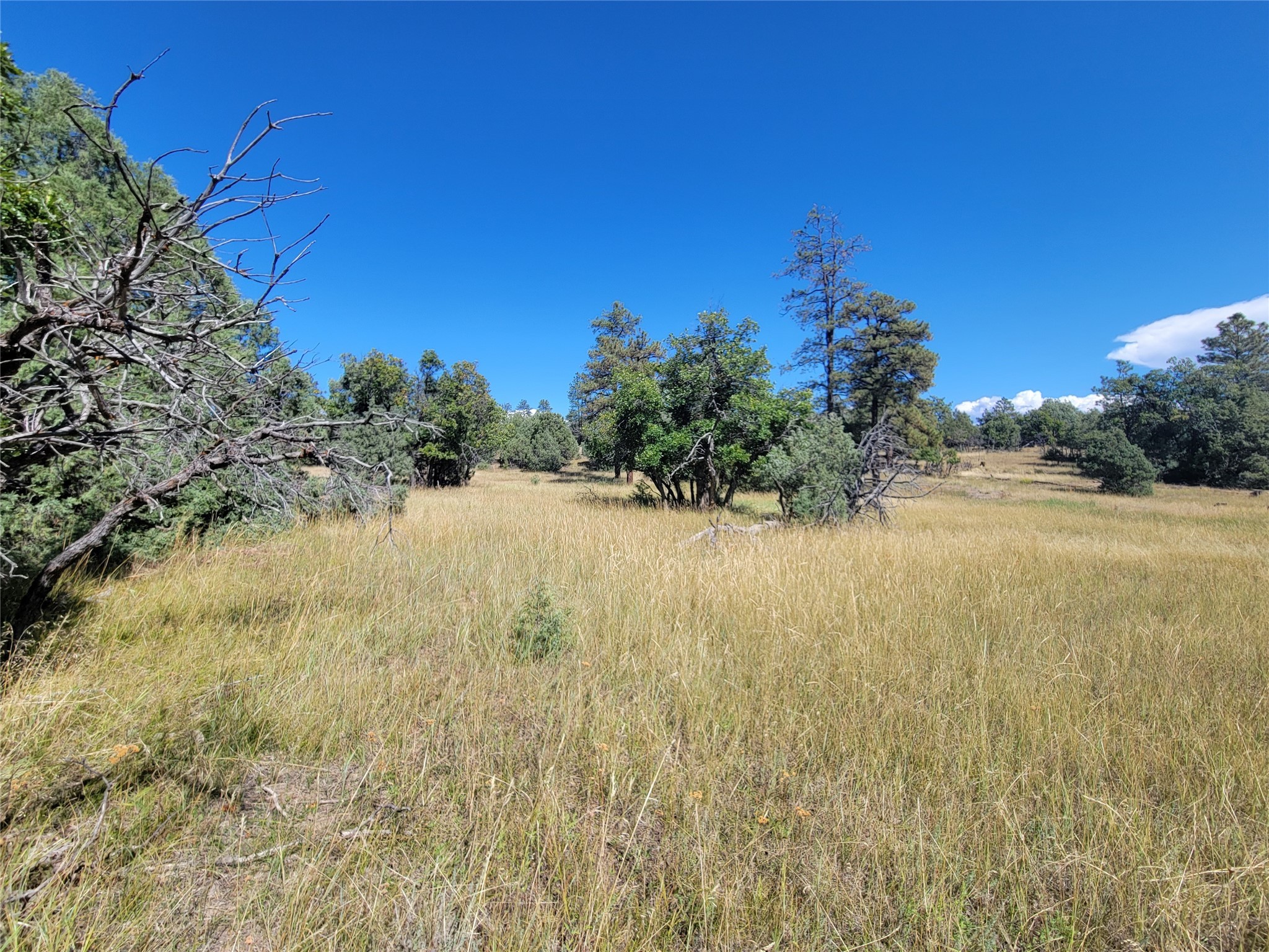 Lot 64 Rim Unit: 1
