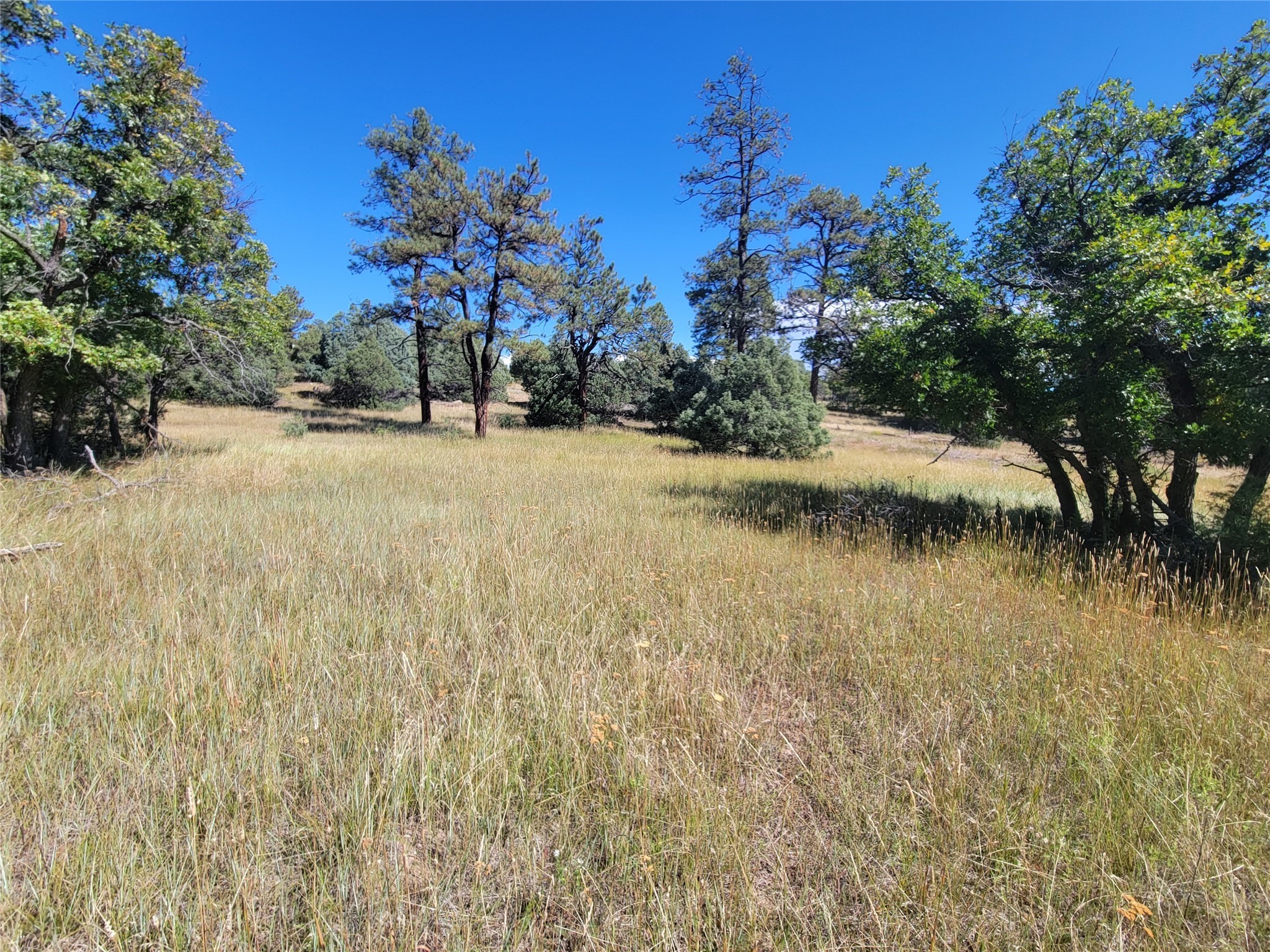 Lot 64 Rim Unit: 1
