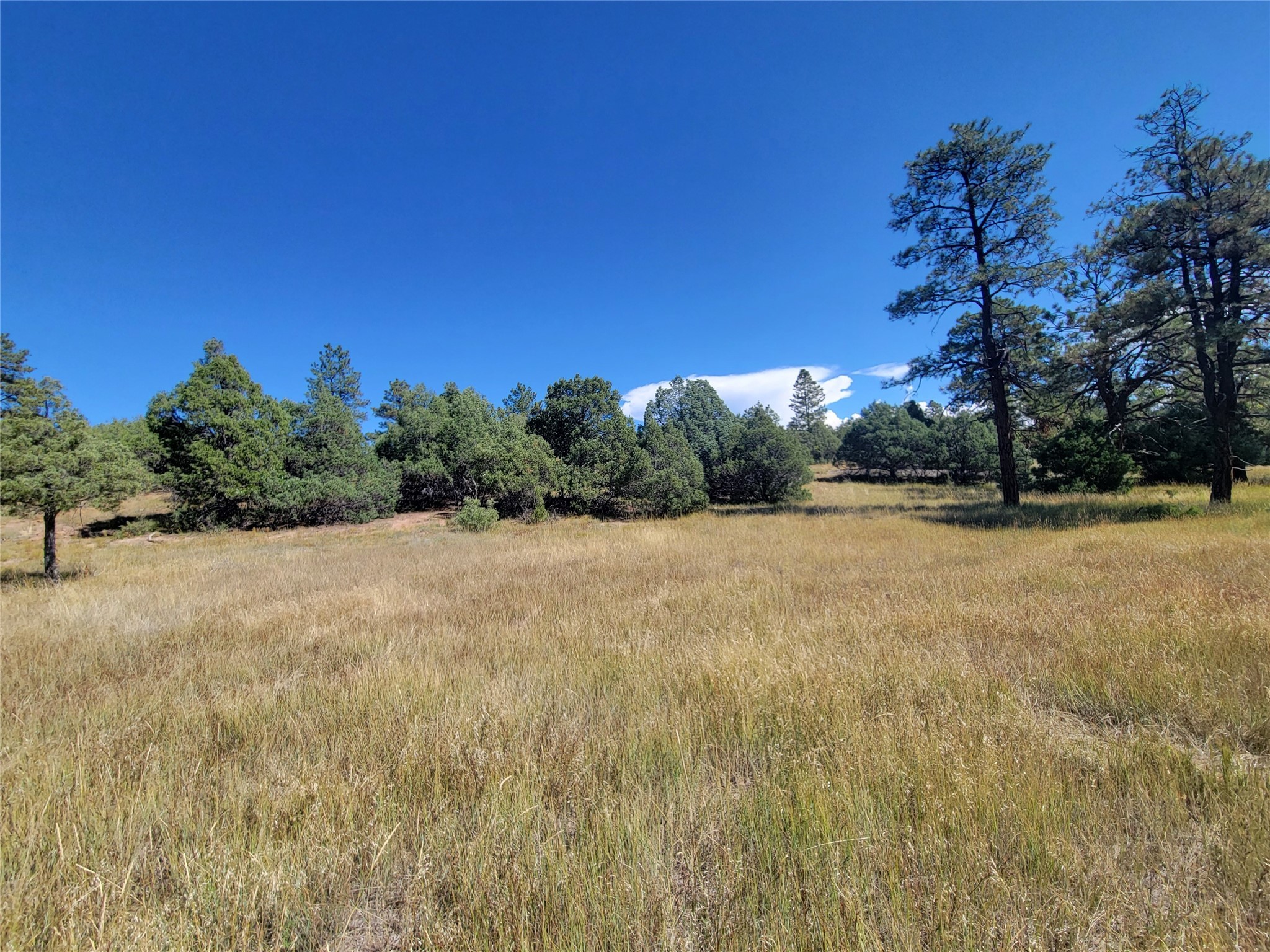 Lot 64 Rim Unit: 1