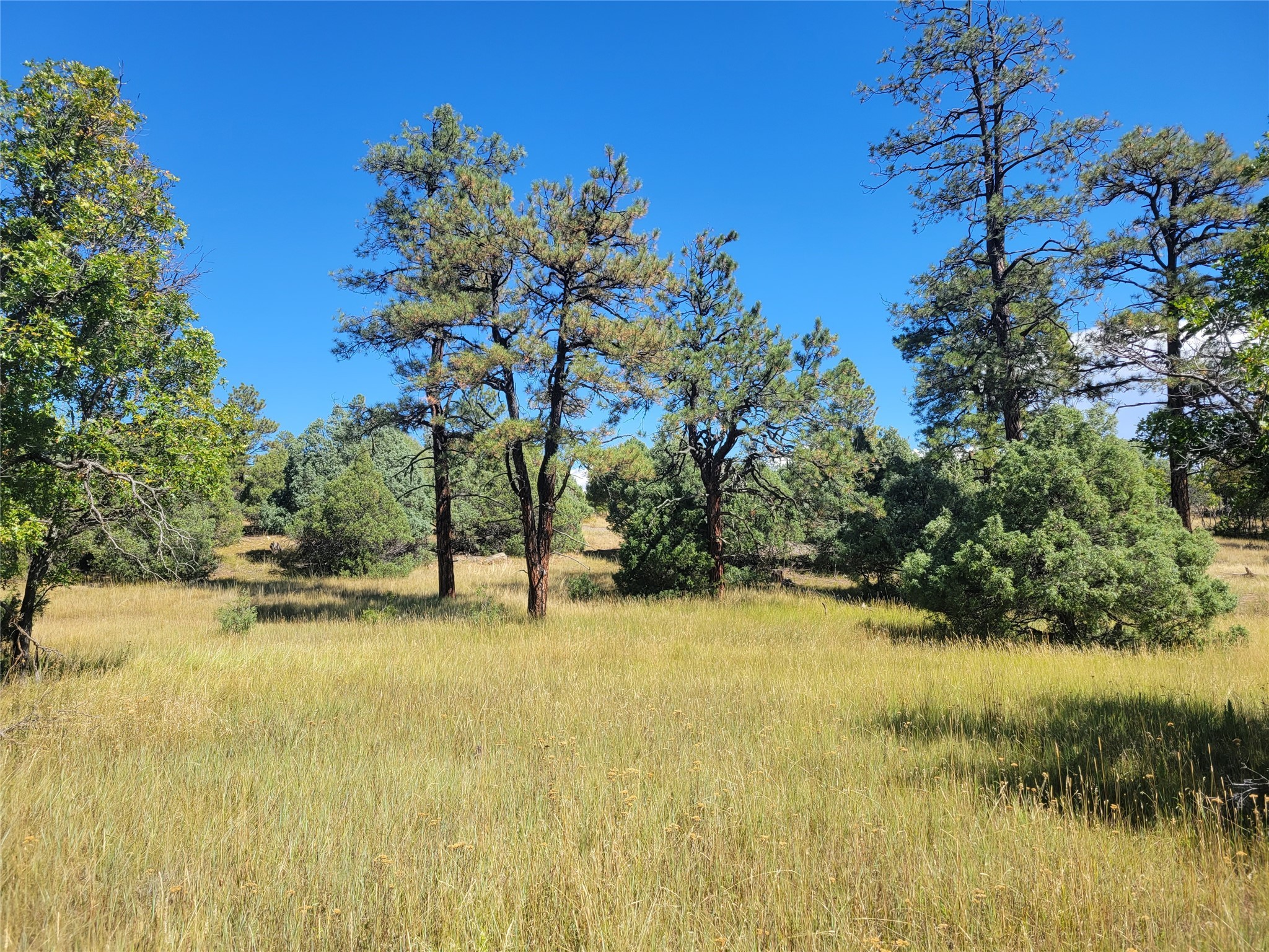 Lot 64 Rim Unit: 1