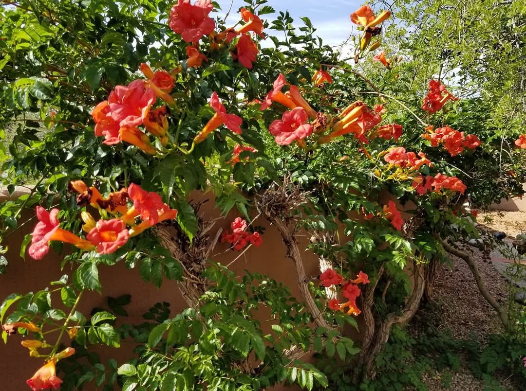 3 Camino Costadino