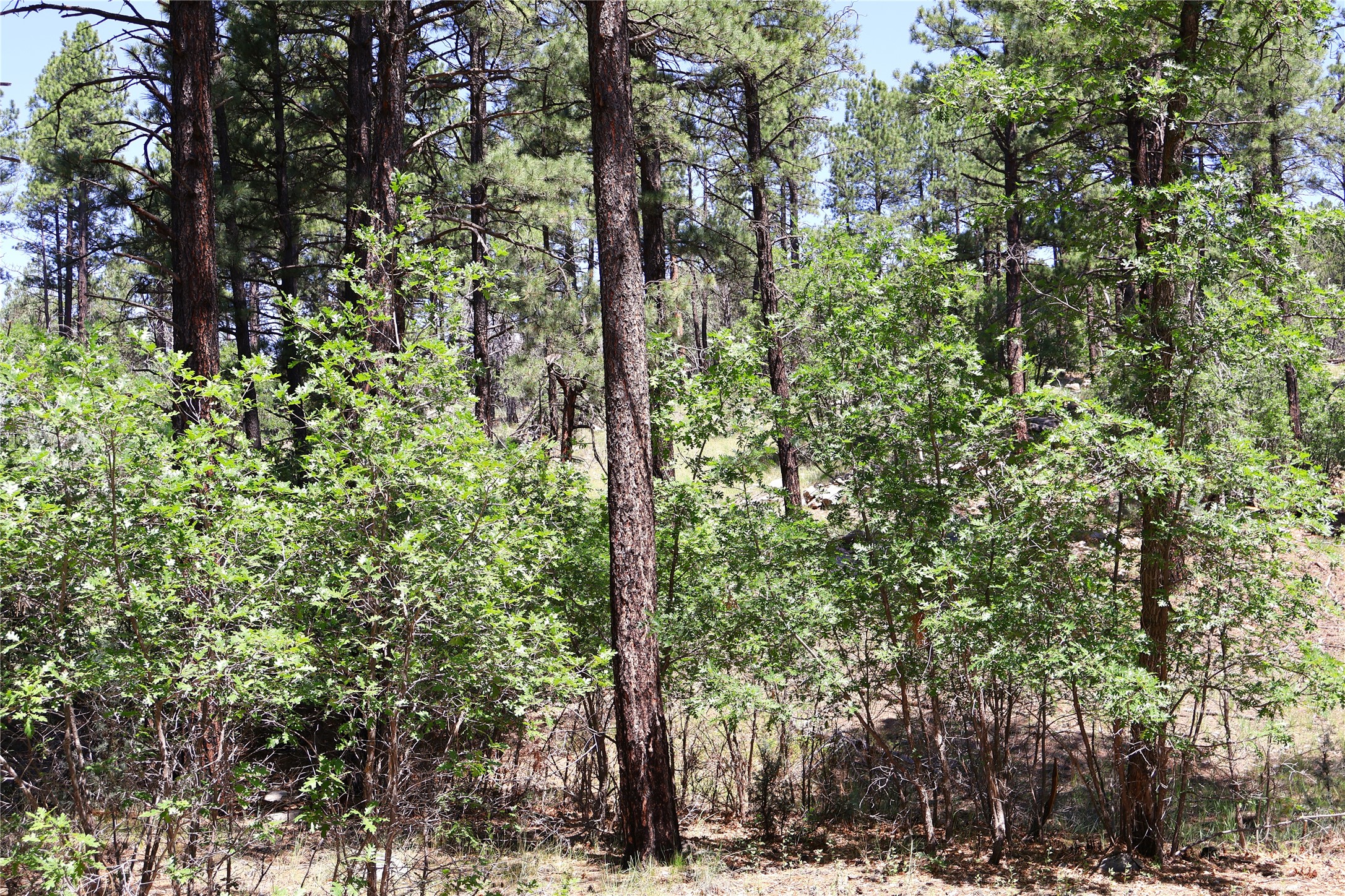 Lot 37 Sherwood Forrest