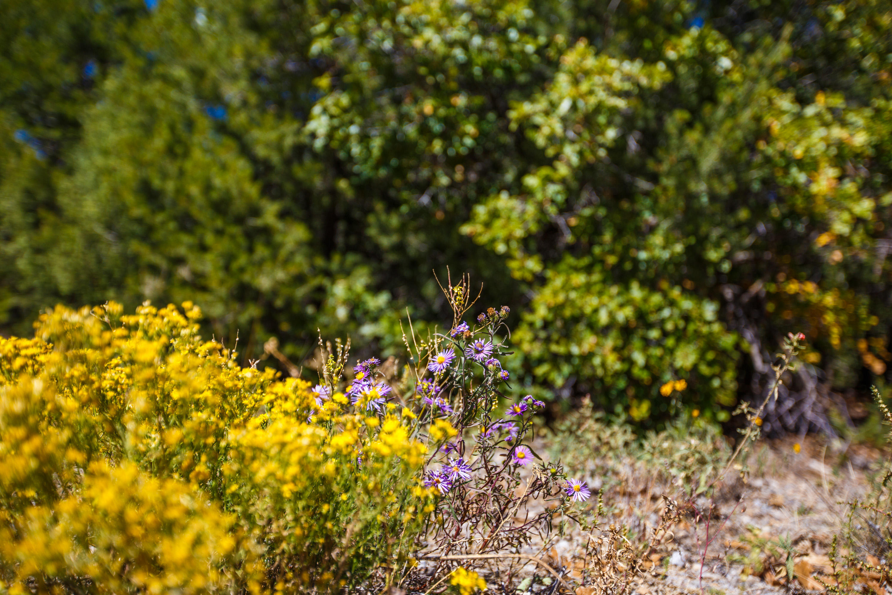 32 GRANNY CANYON Trail