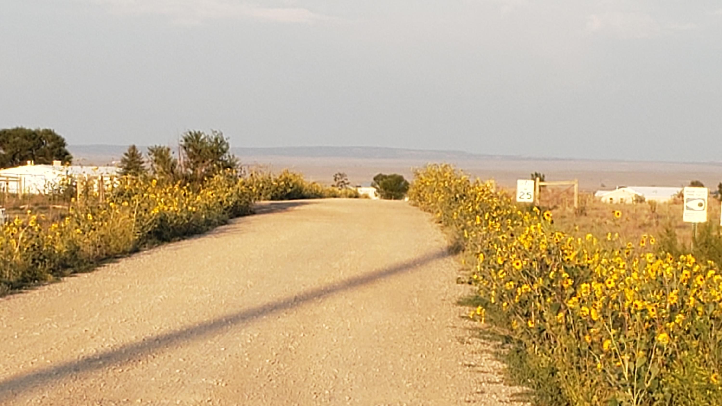Coyote Loop