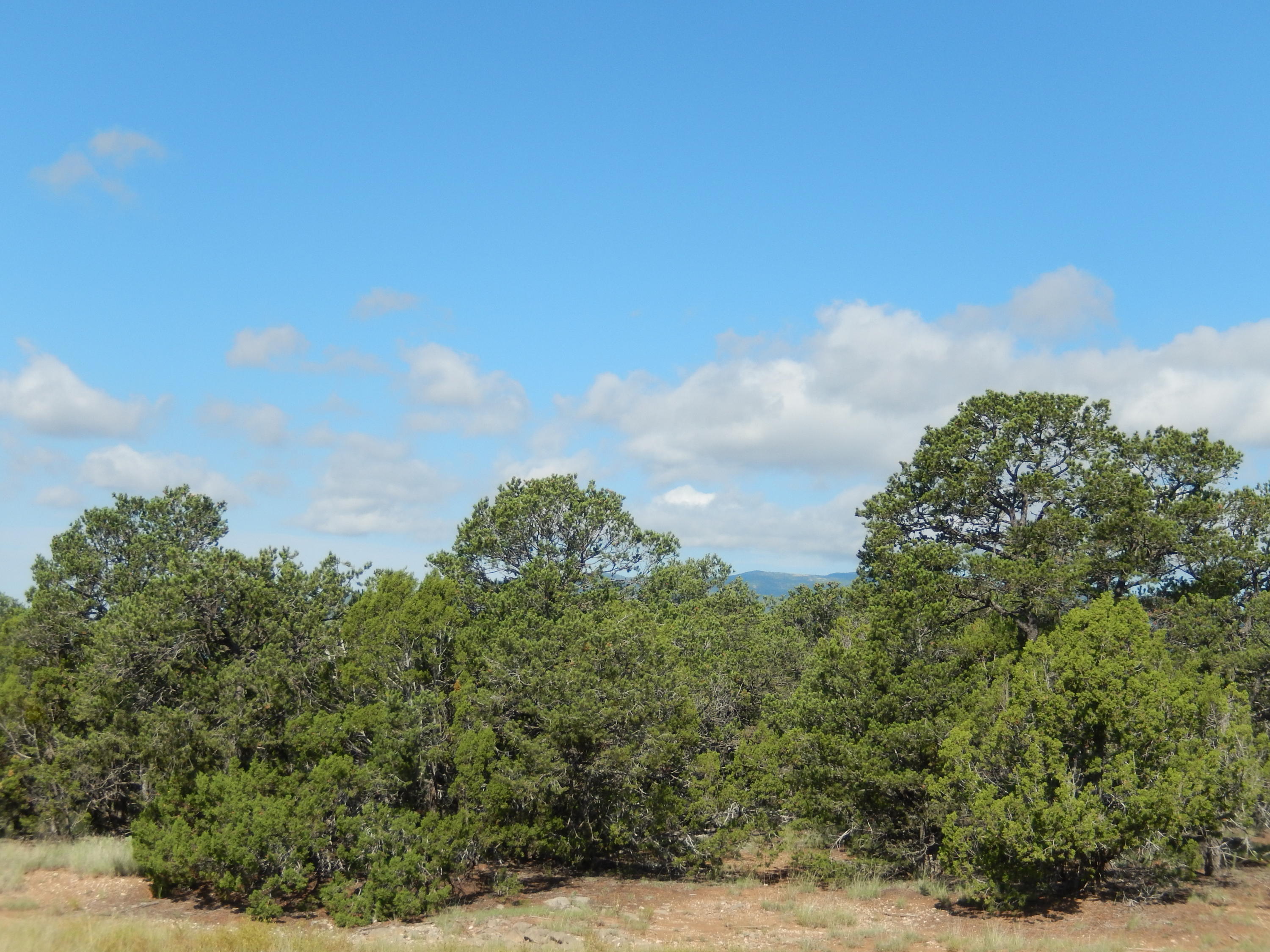 Sedillo Hill Place