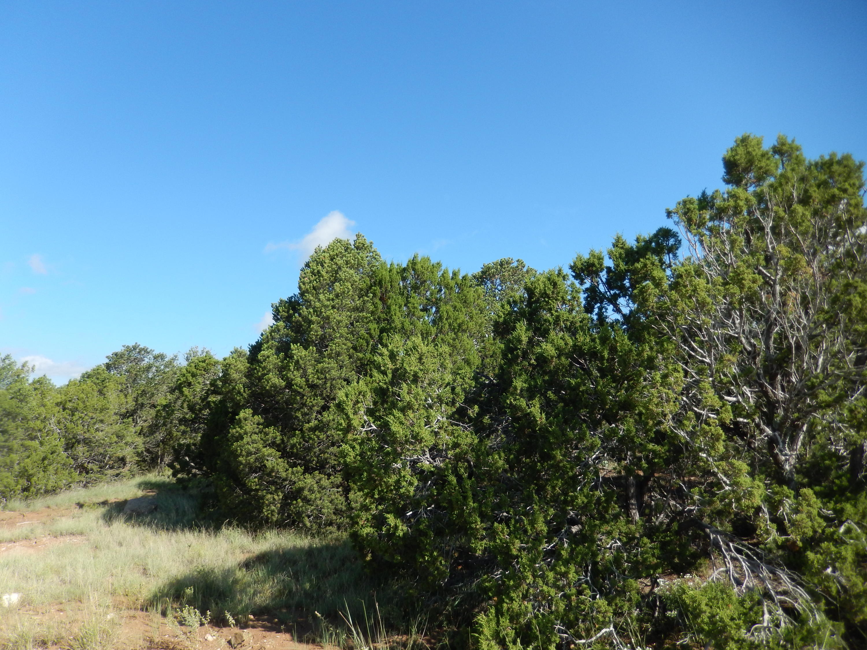 Sedillo Hill Place