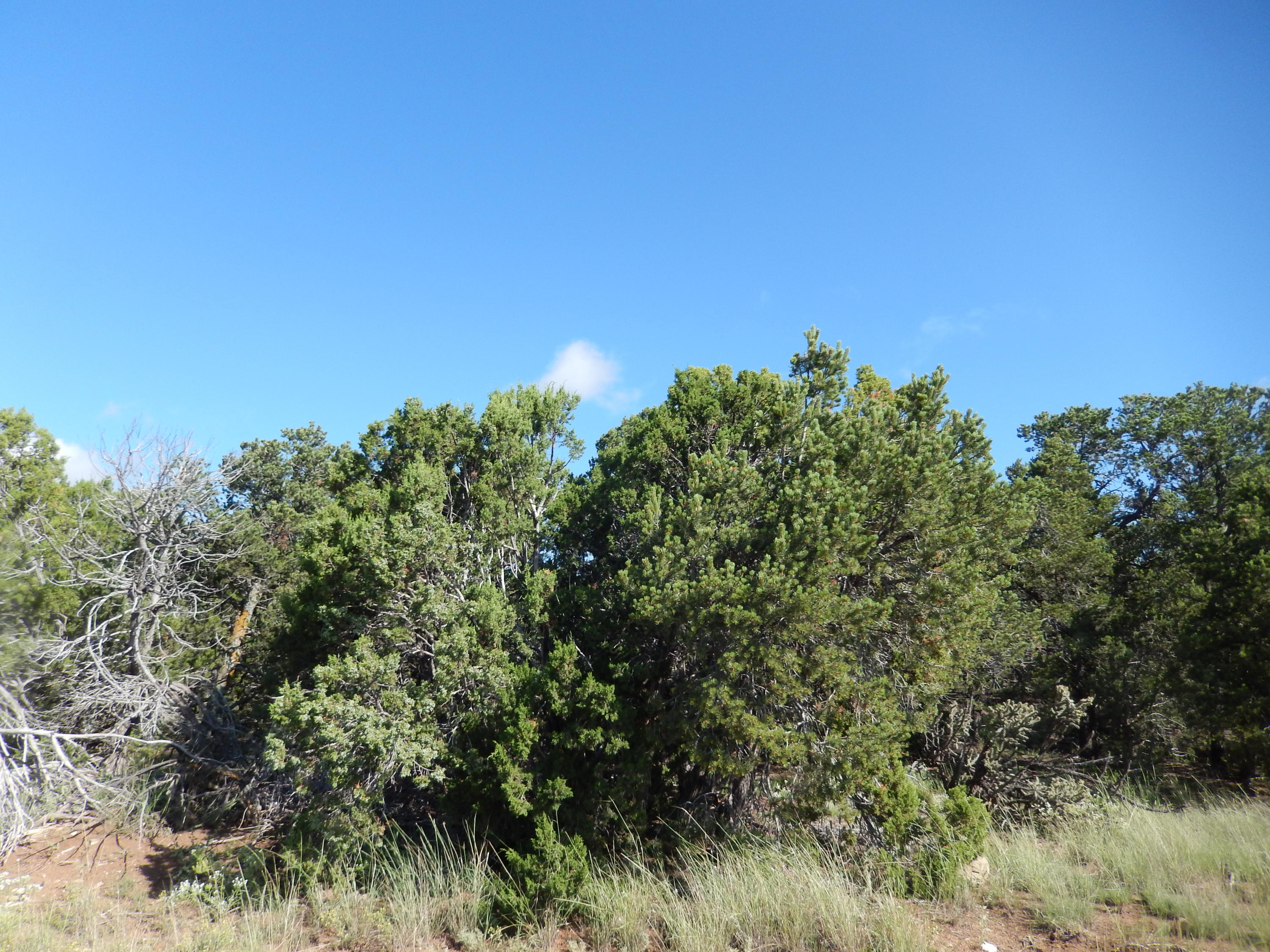 Sedillo Hill Place
