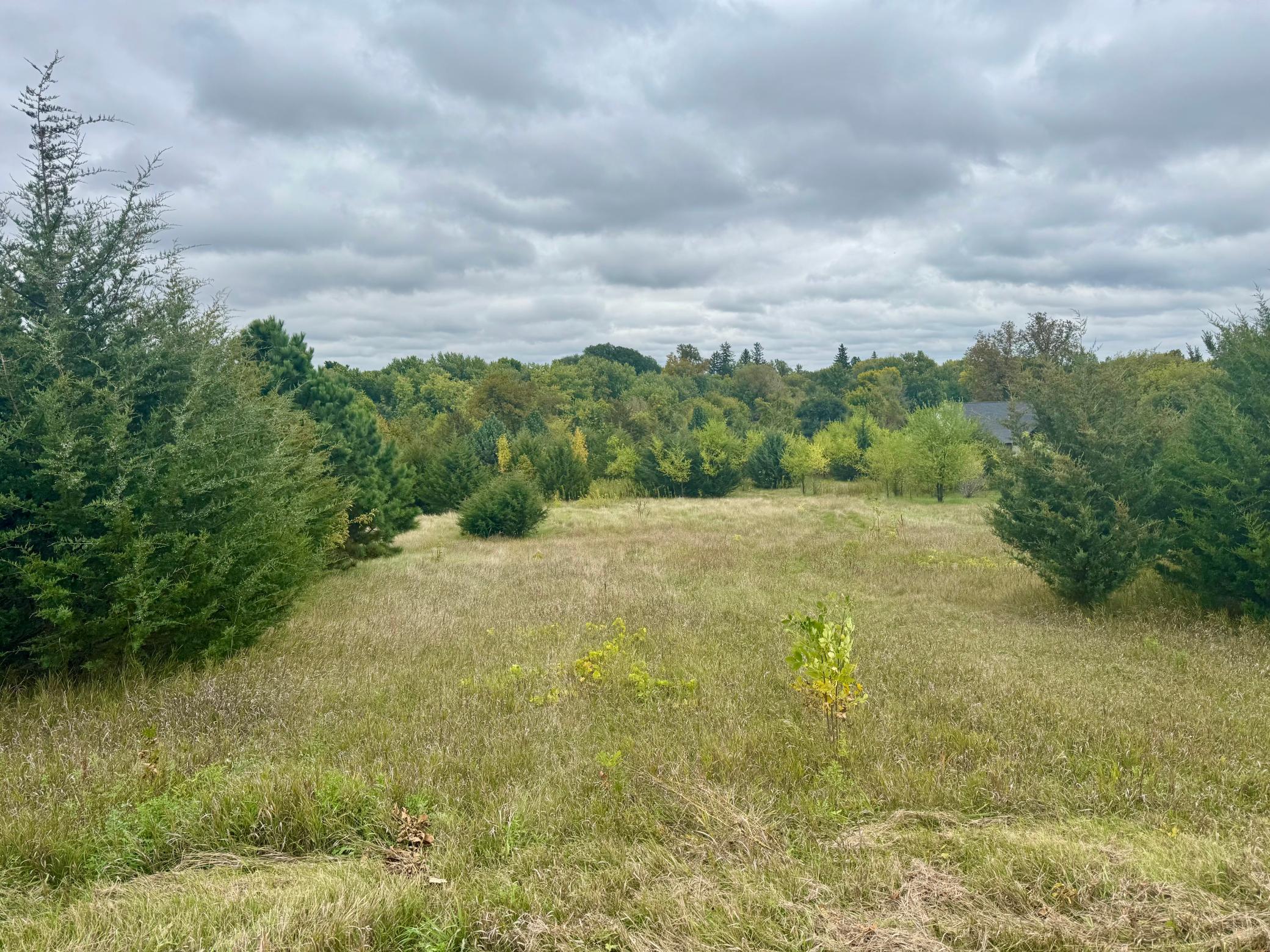 Grassy clearing bordered by mixed trees, with a distant roof partly visible through the foliage.