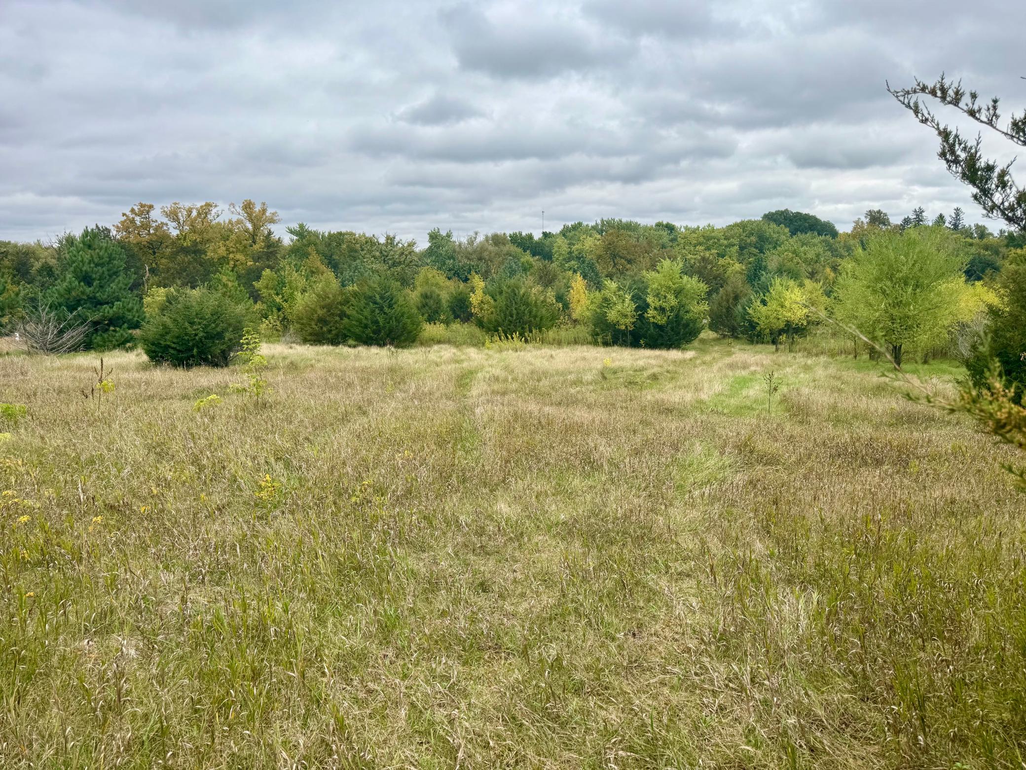 Open grassy land bordered by a mix of evergreen and autumn-colored trees.