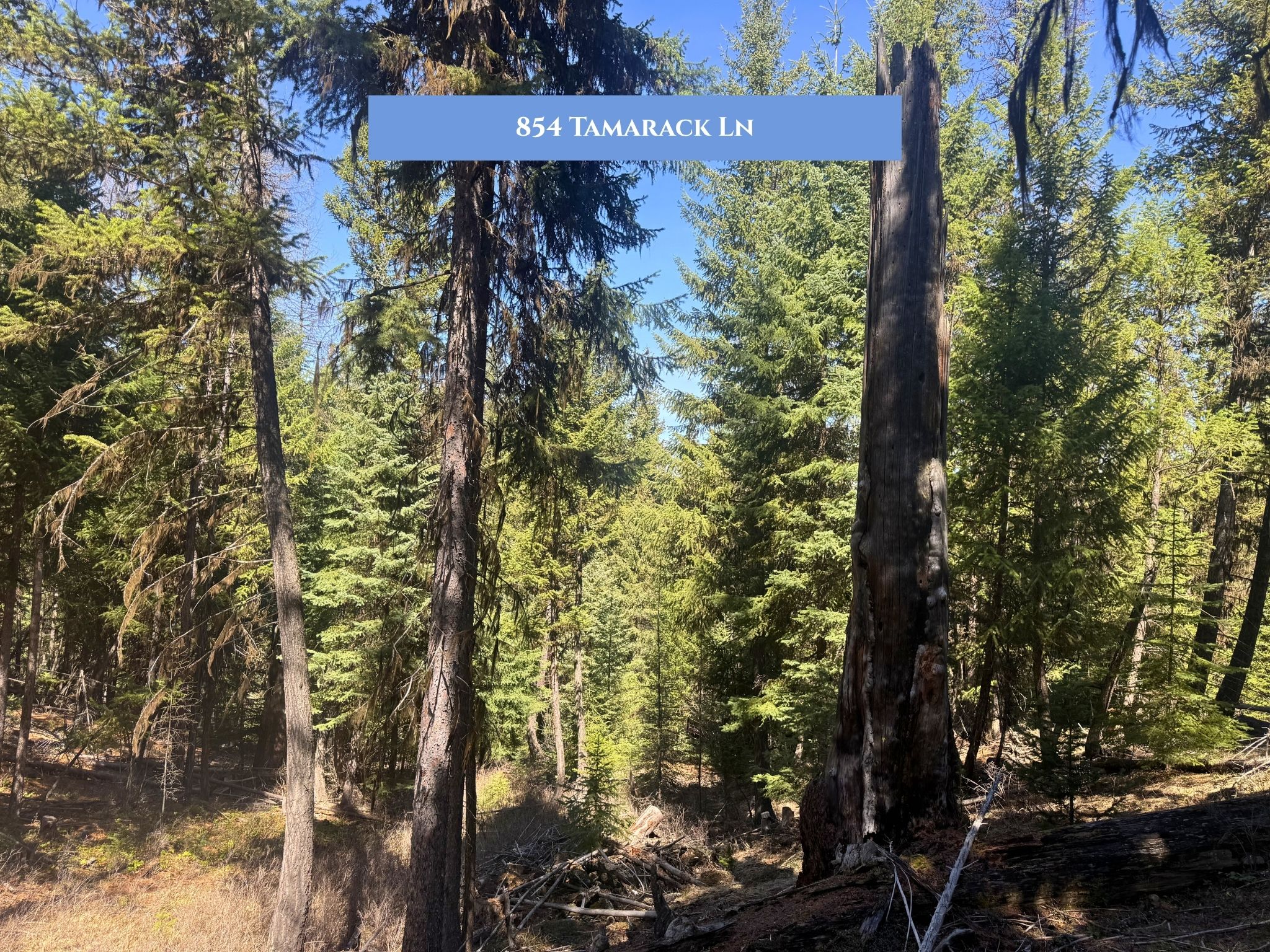 854 Tamarack Lane