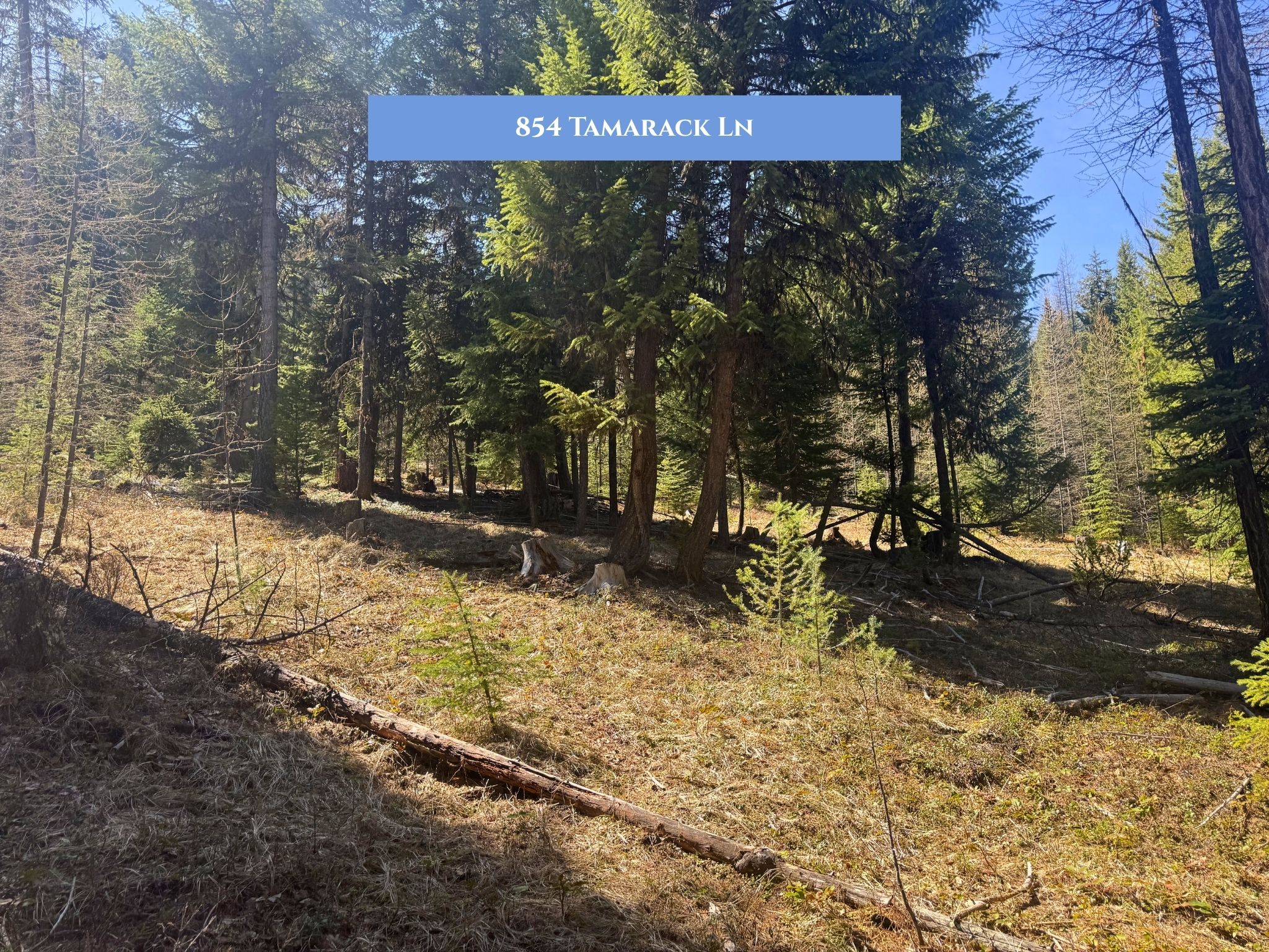 854 Tamarack Lane