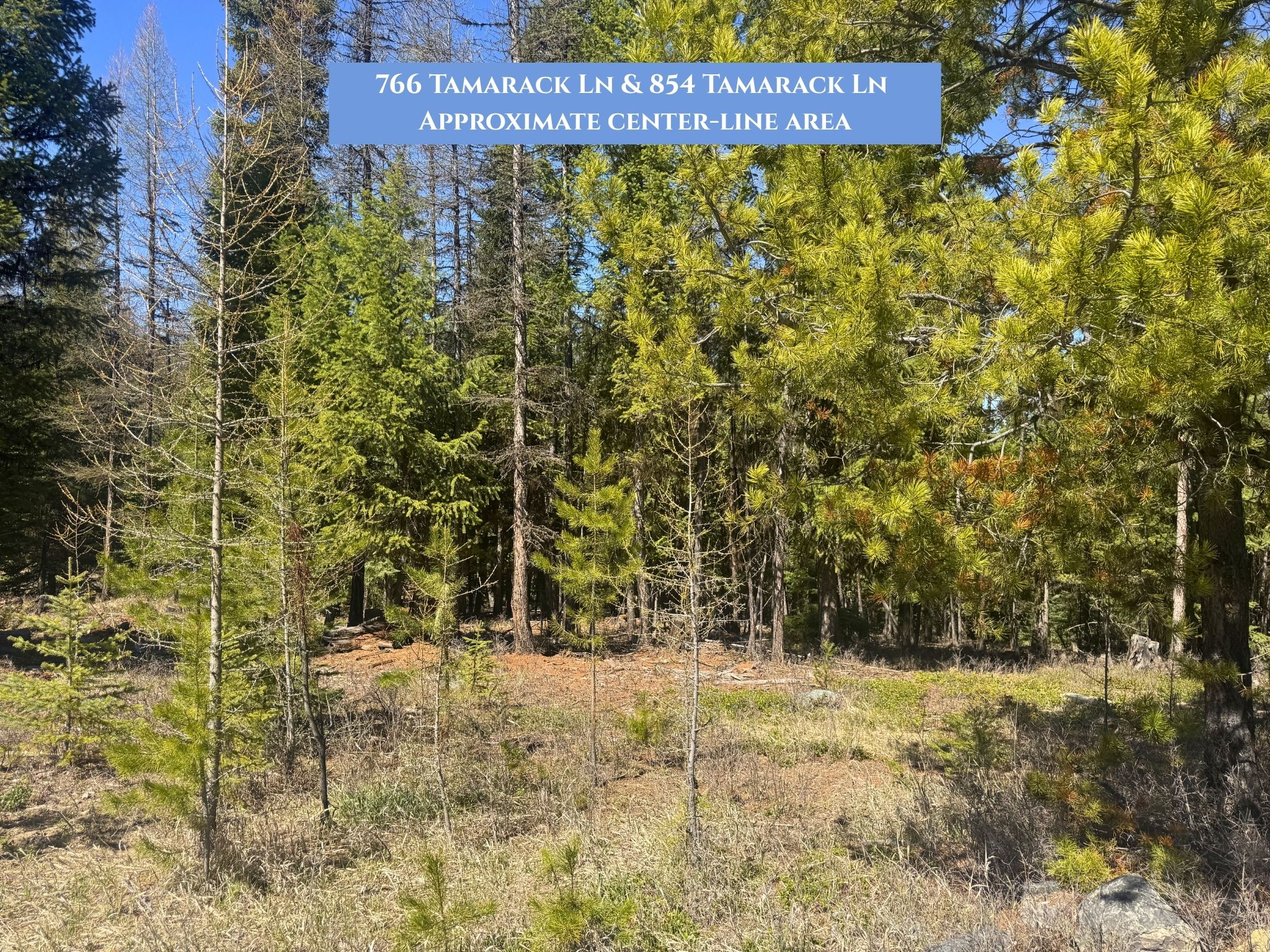 Wooded vacant land with mature trees and a banner marking the approximate center-line area.