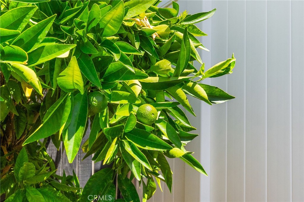 39669 Candy Apple Way