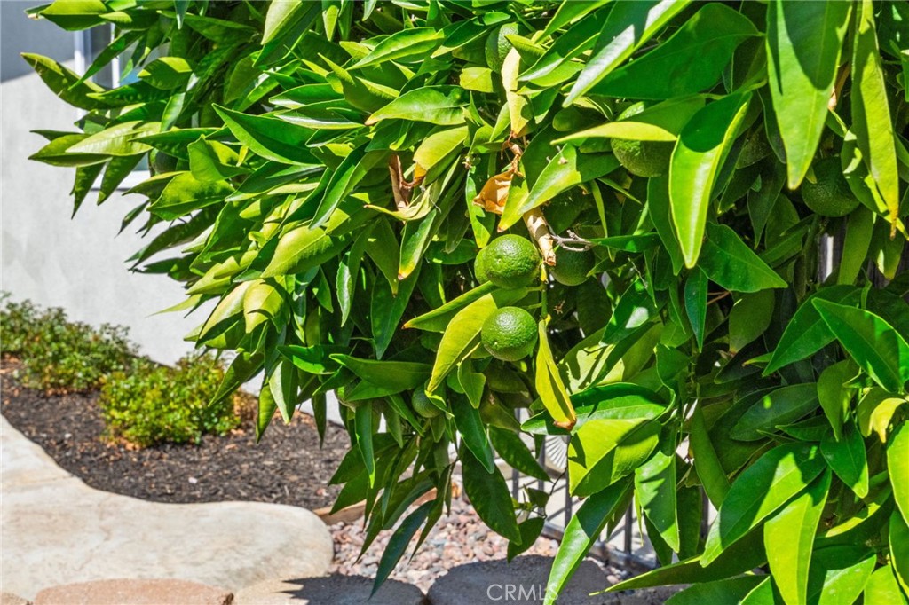 39669 Candy Apple Way