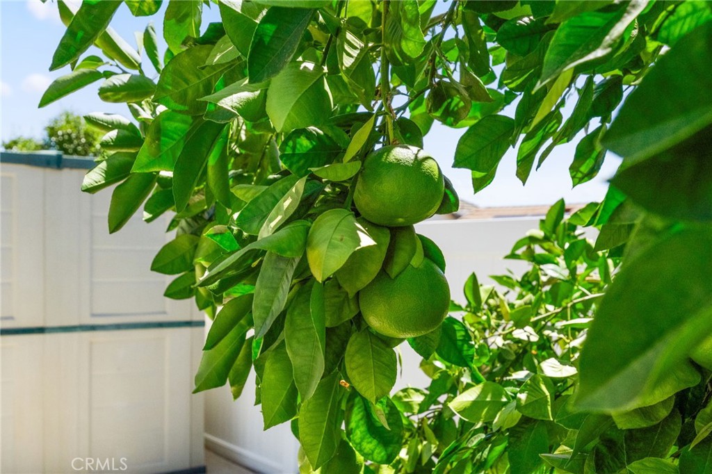 39669 Candy Apple Way