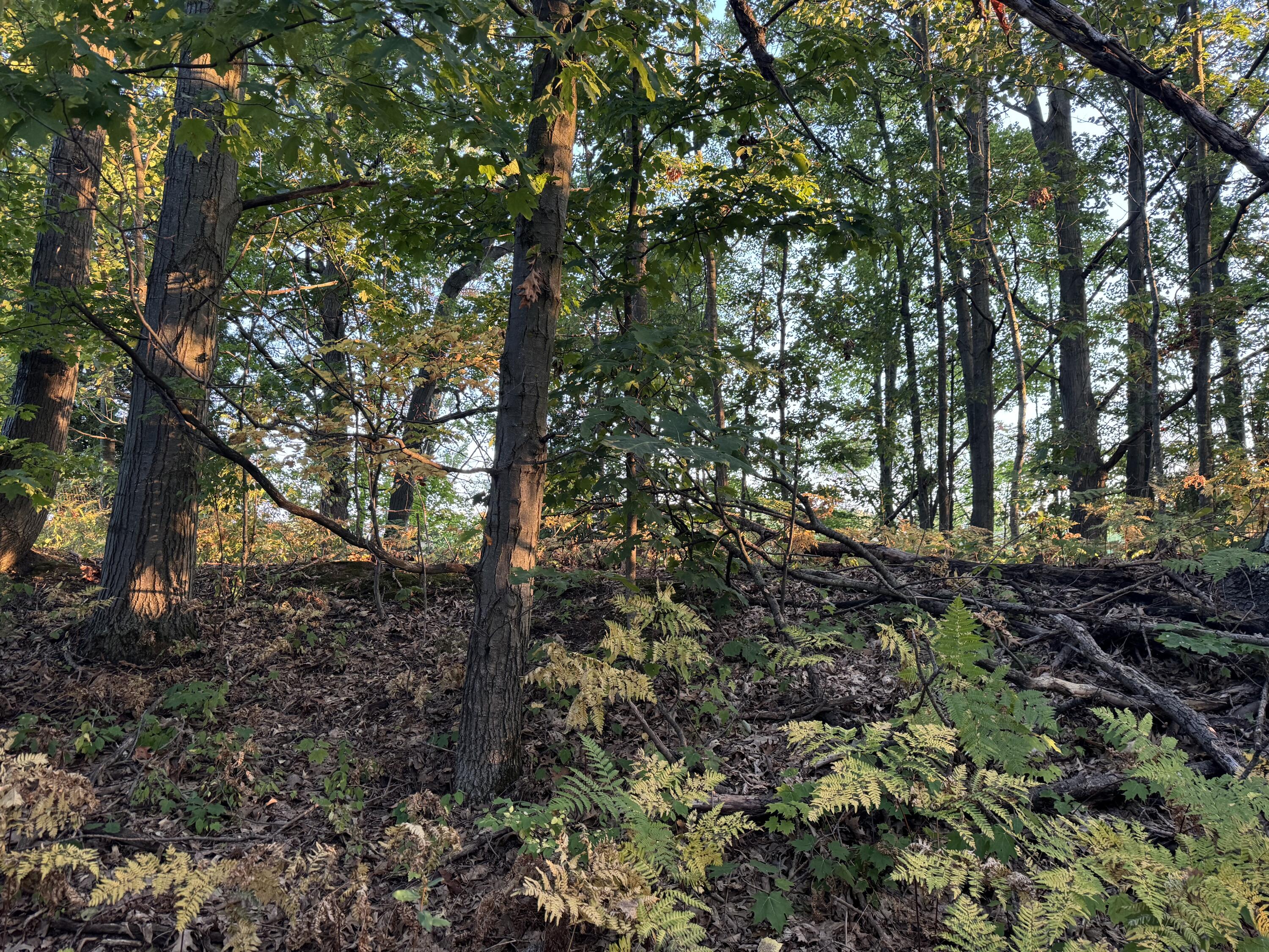 VL W Timberline Drive