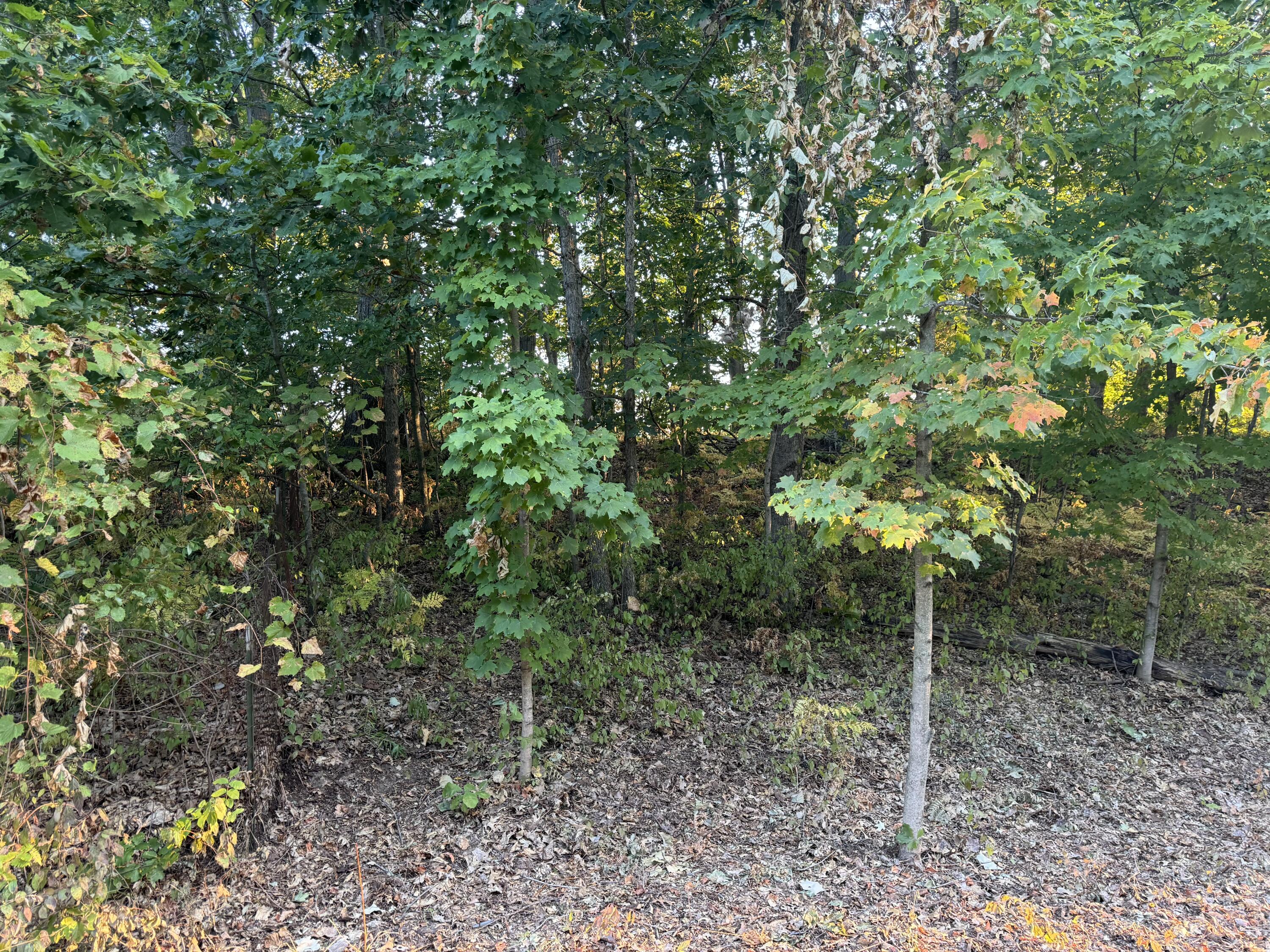 VL W Timberline Drive