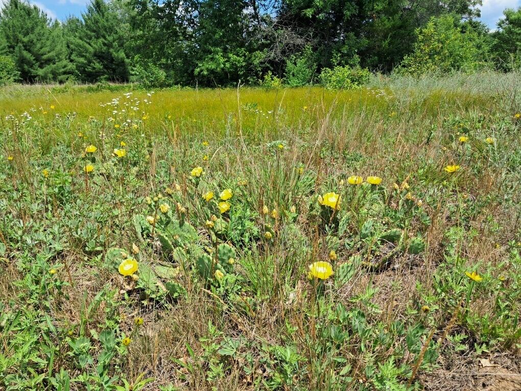 12.86AC Barberry Avenue