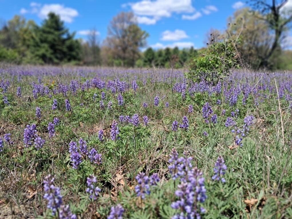 12.86AC Barberry Avenue