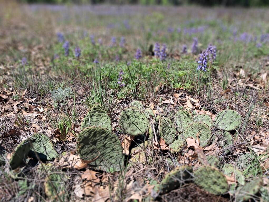 12.86AC Barberry Avenue