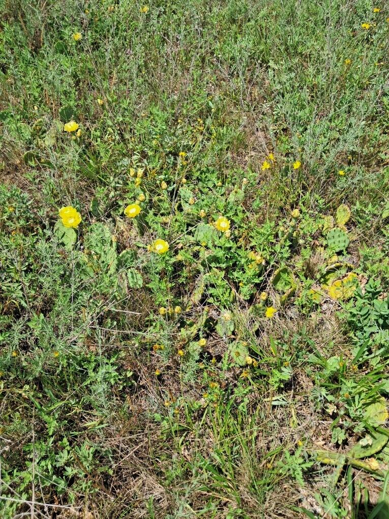 12.86AC Barberry Avenue