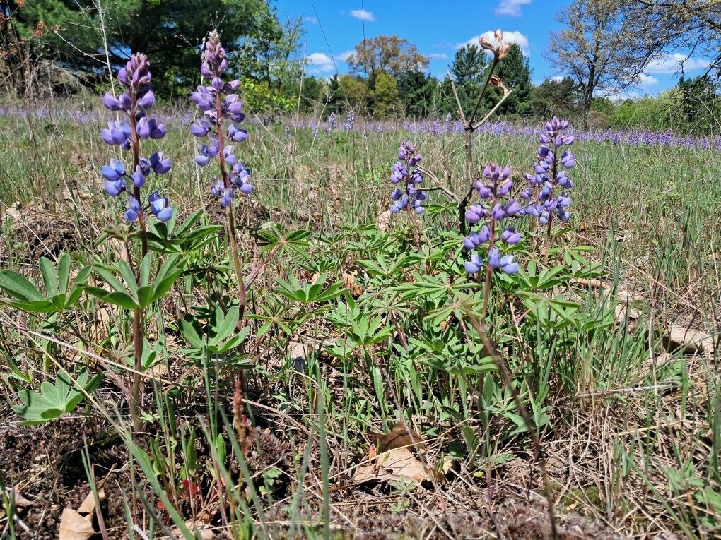 10.05ac Barberry Avenue