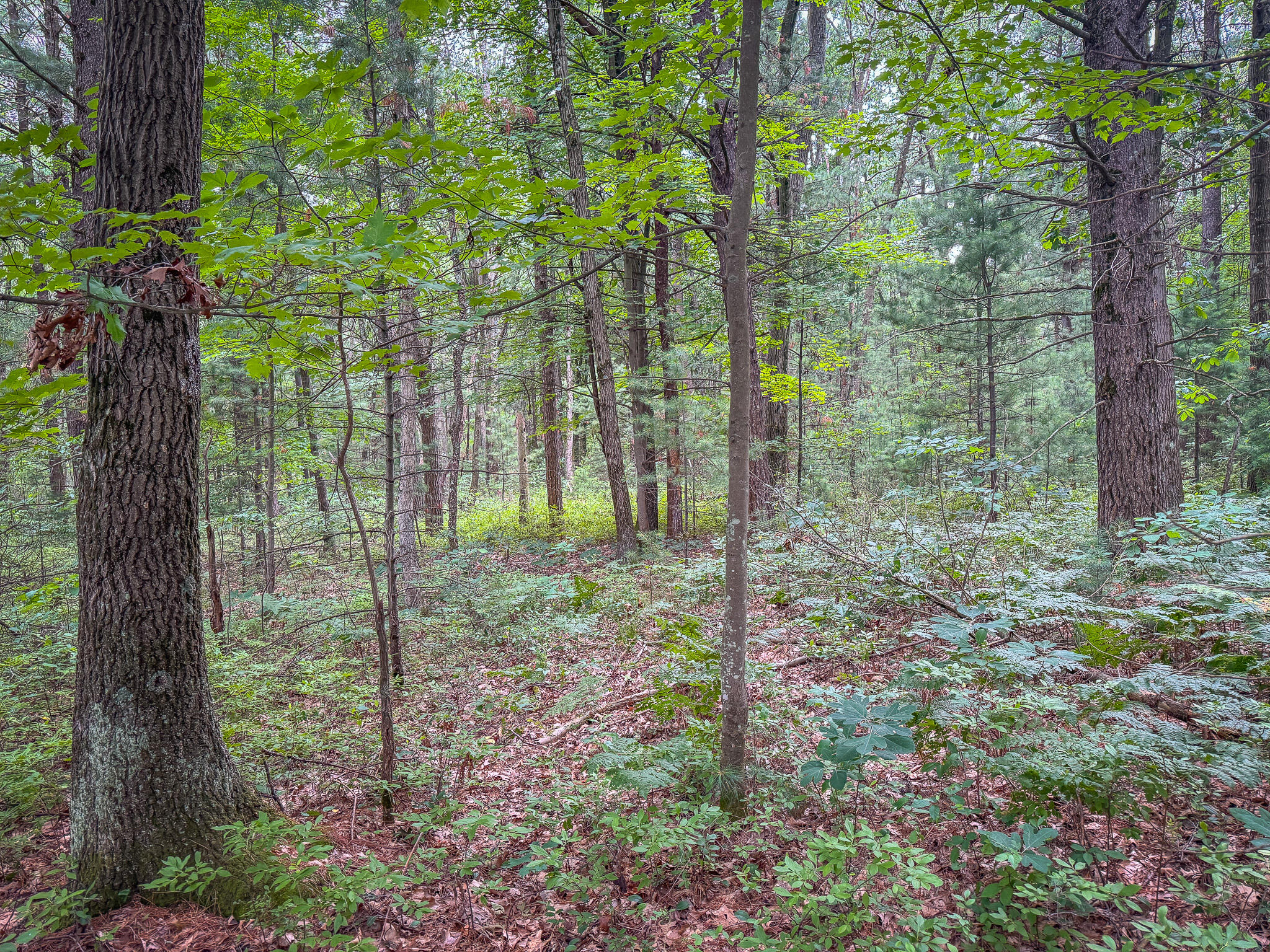 V/L W Holton Whitehall Road