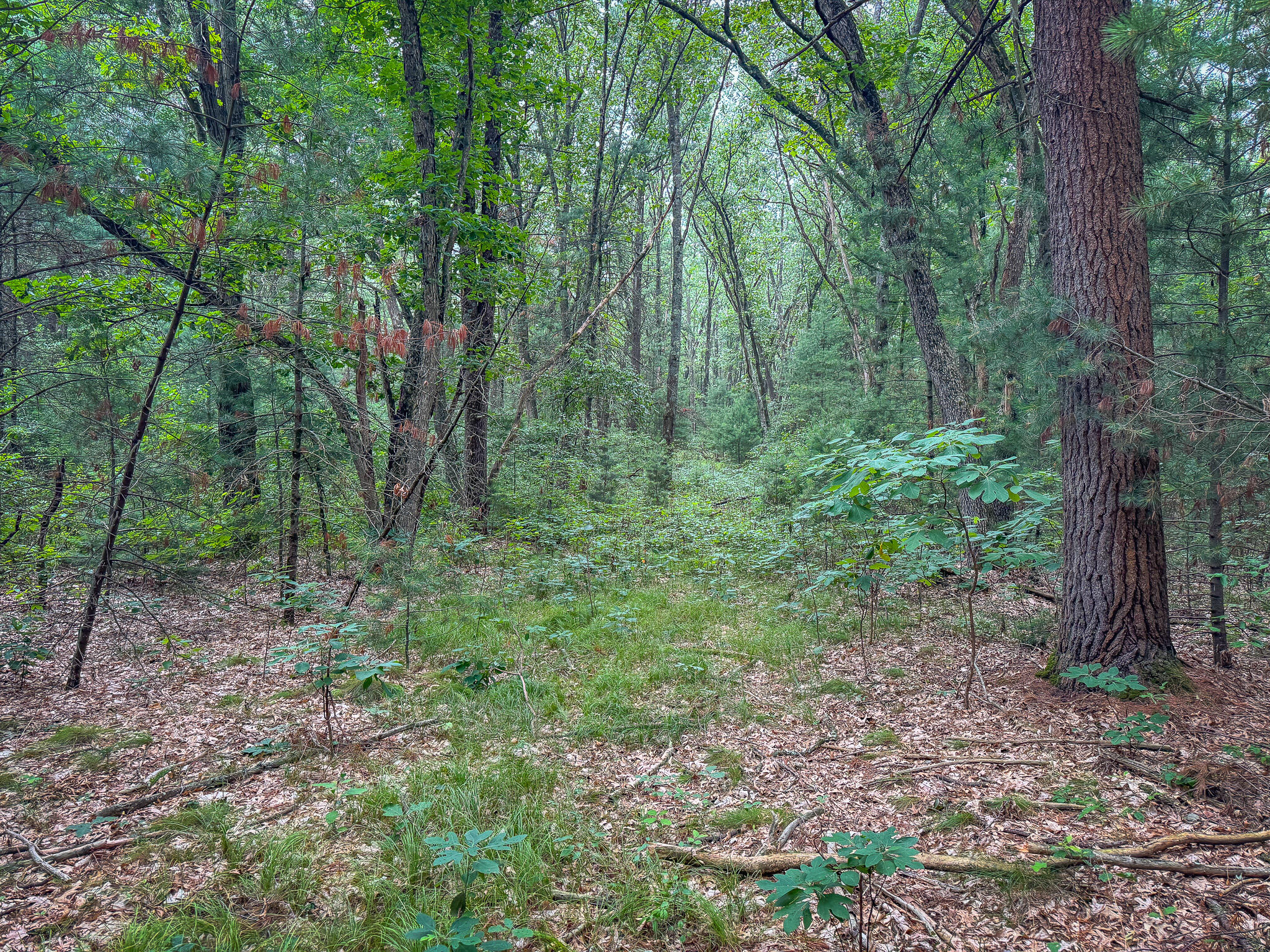 V/L W Holton Whitehall Road