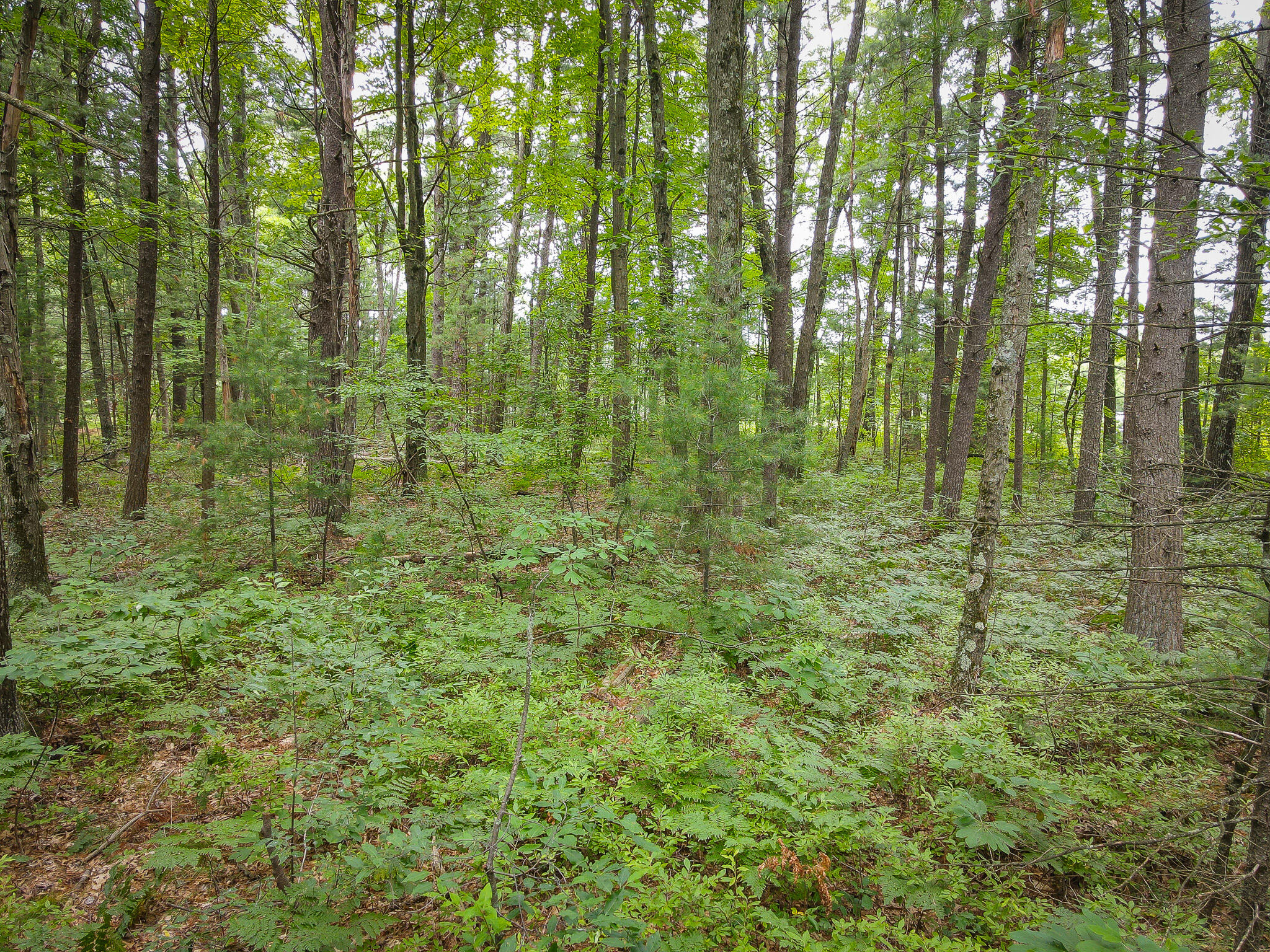 V/L W Holton Whitehall Road