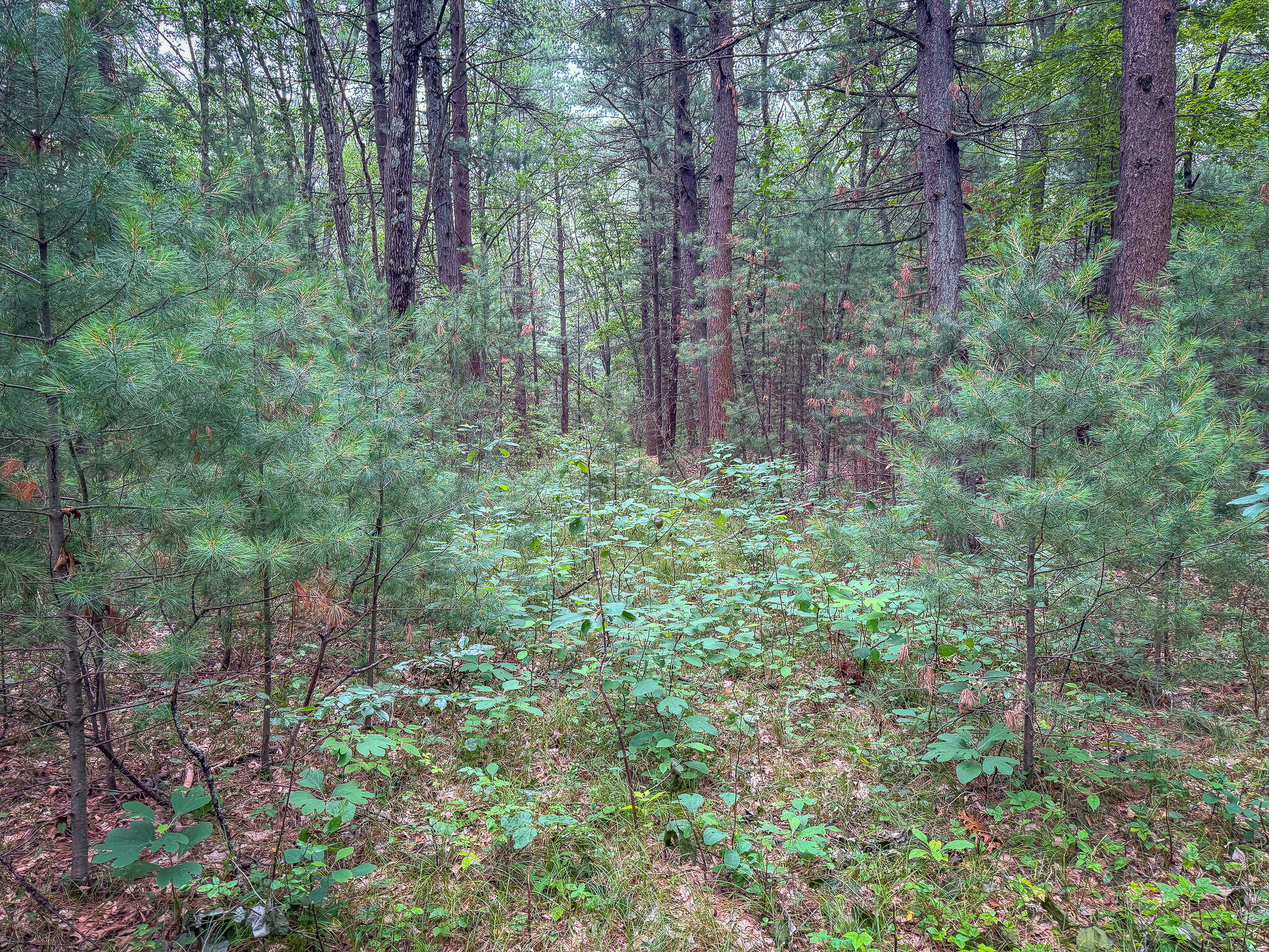 V/L W Holton Whitehall Road