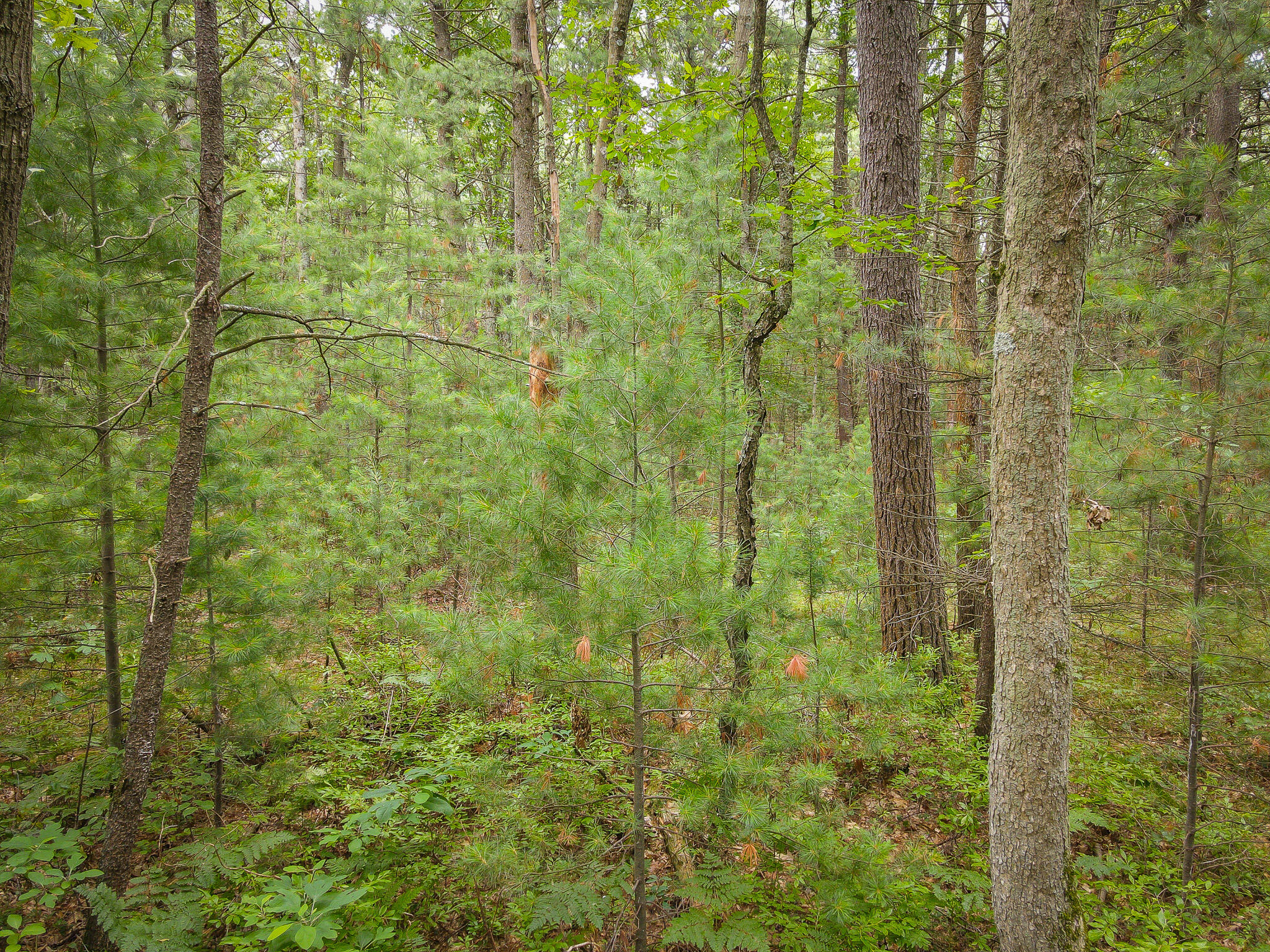 V/L W Holton Whitehall Road