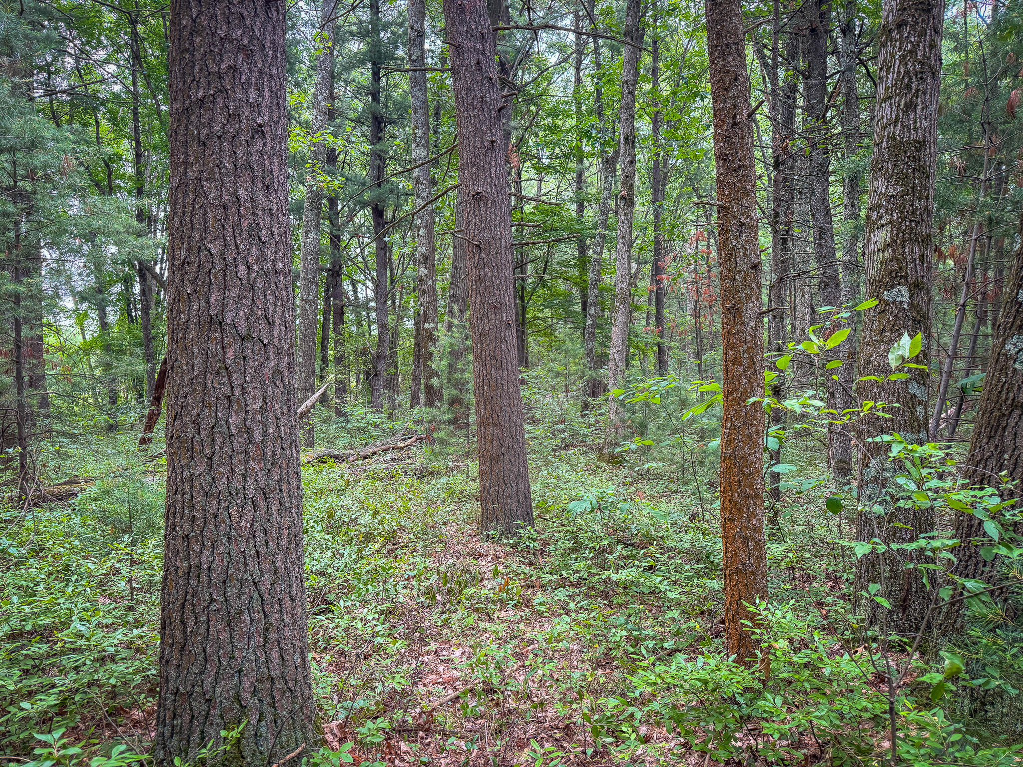 V/L W Holton Whitehall Road