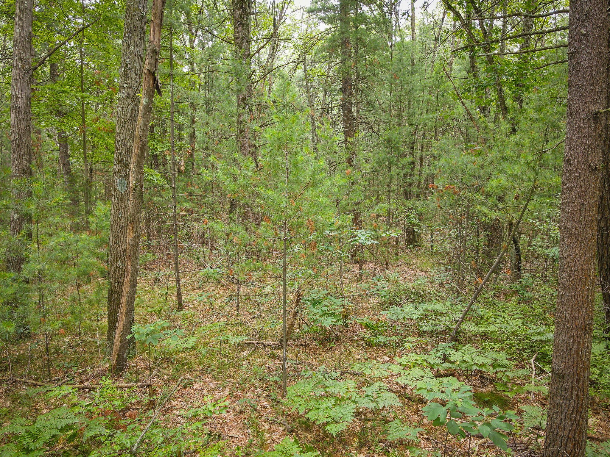 V/L W Holton Whitehall Road