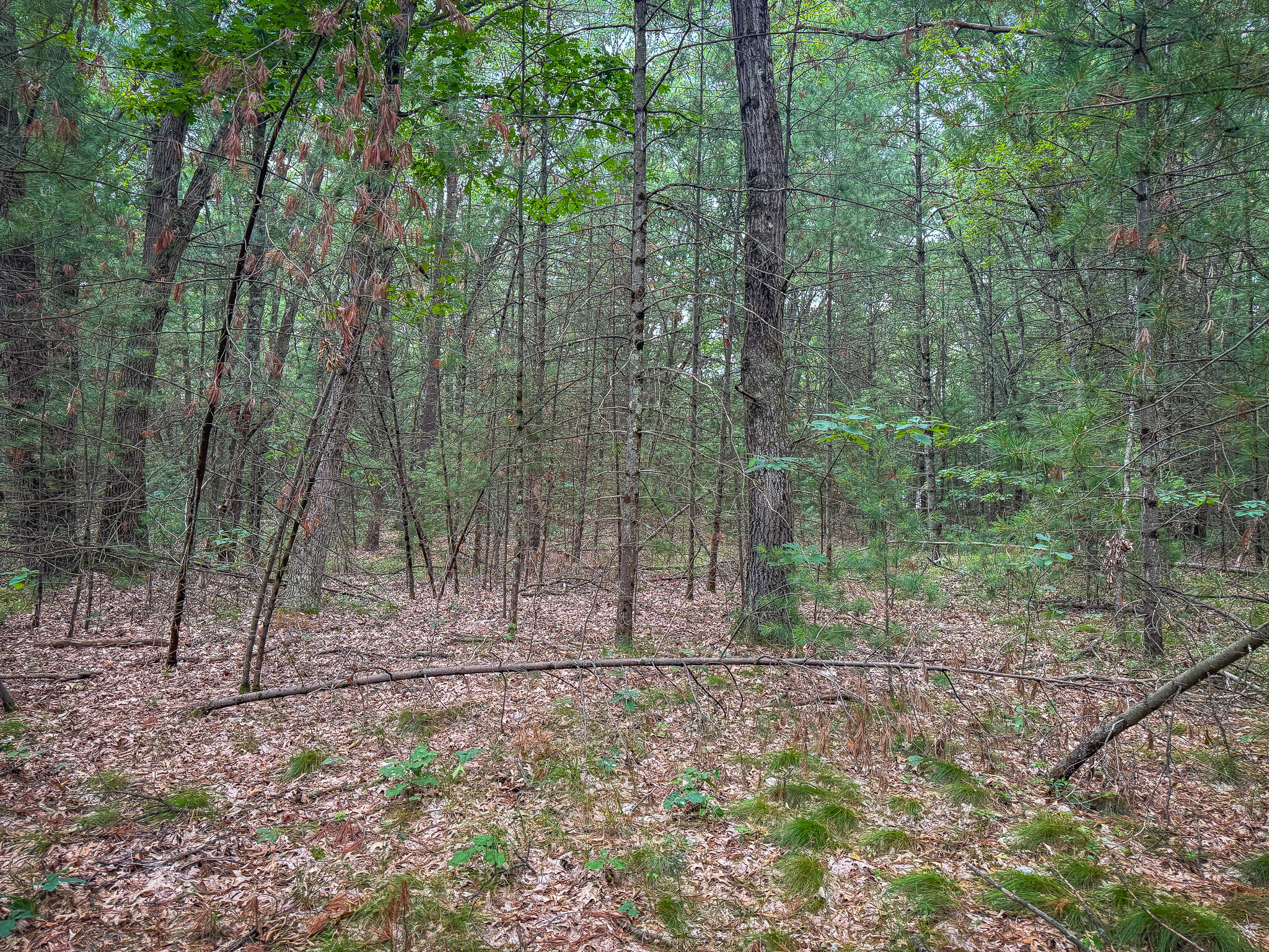 V/L W Holton Whitehall Road