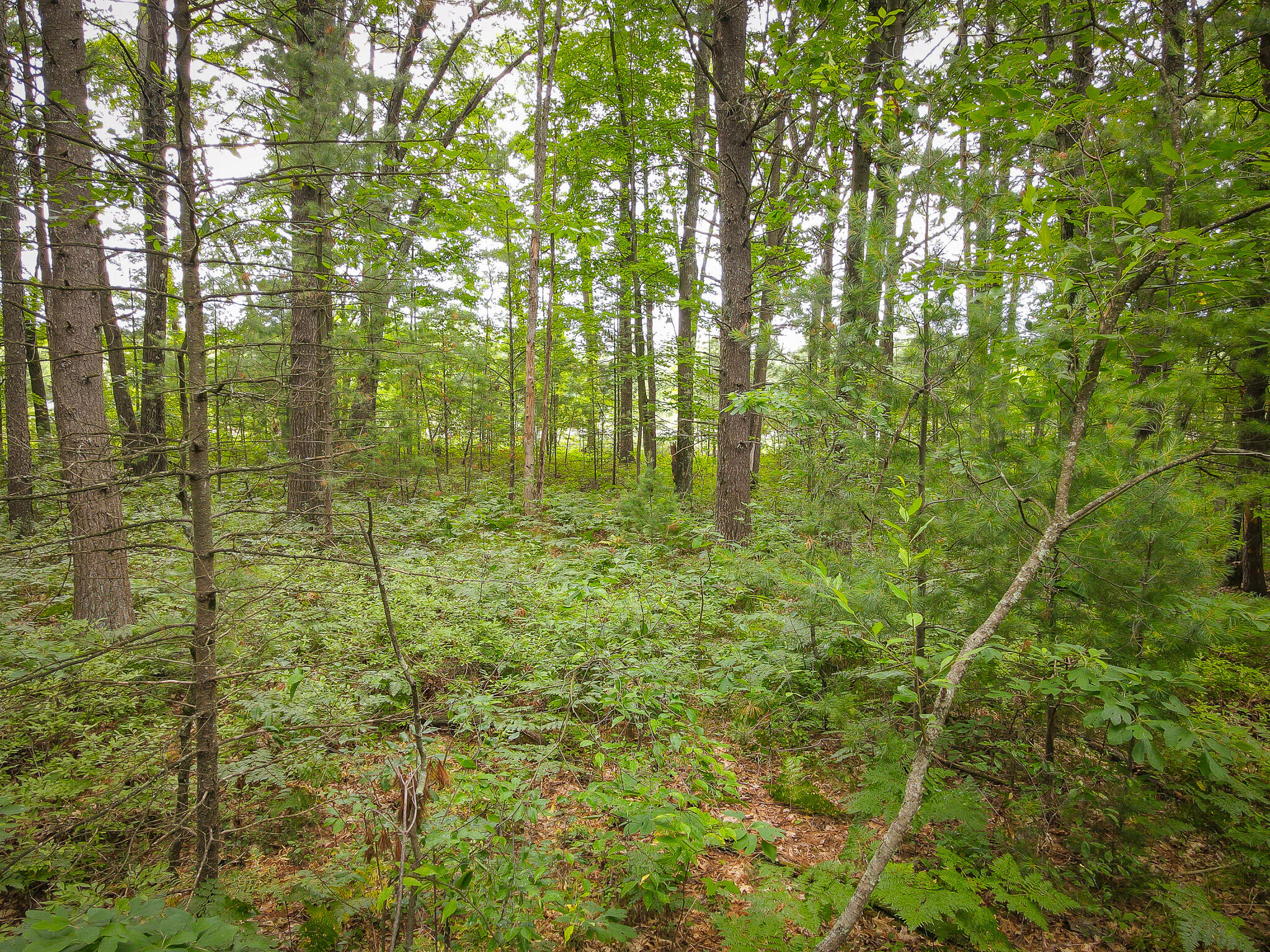 V/L W Holton Whitehall Road