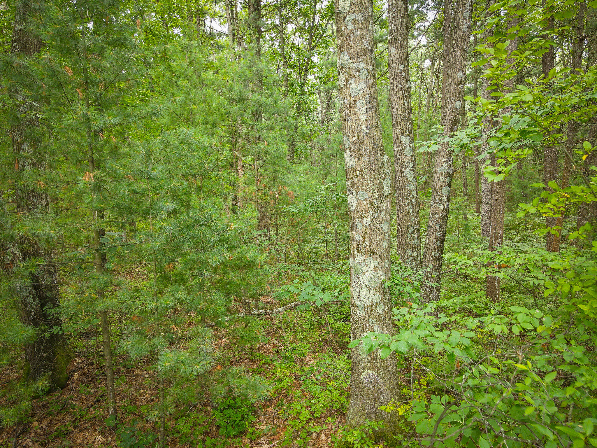 V/L W Holton Whitehall Road