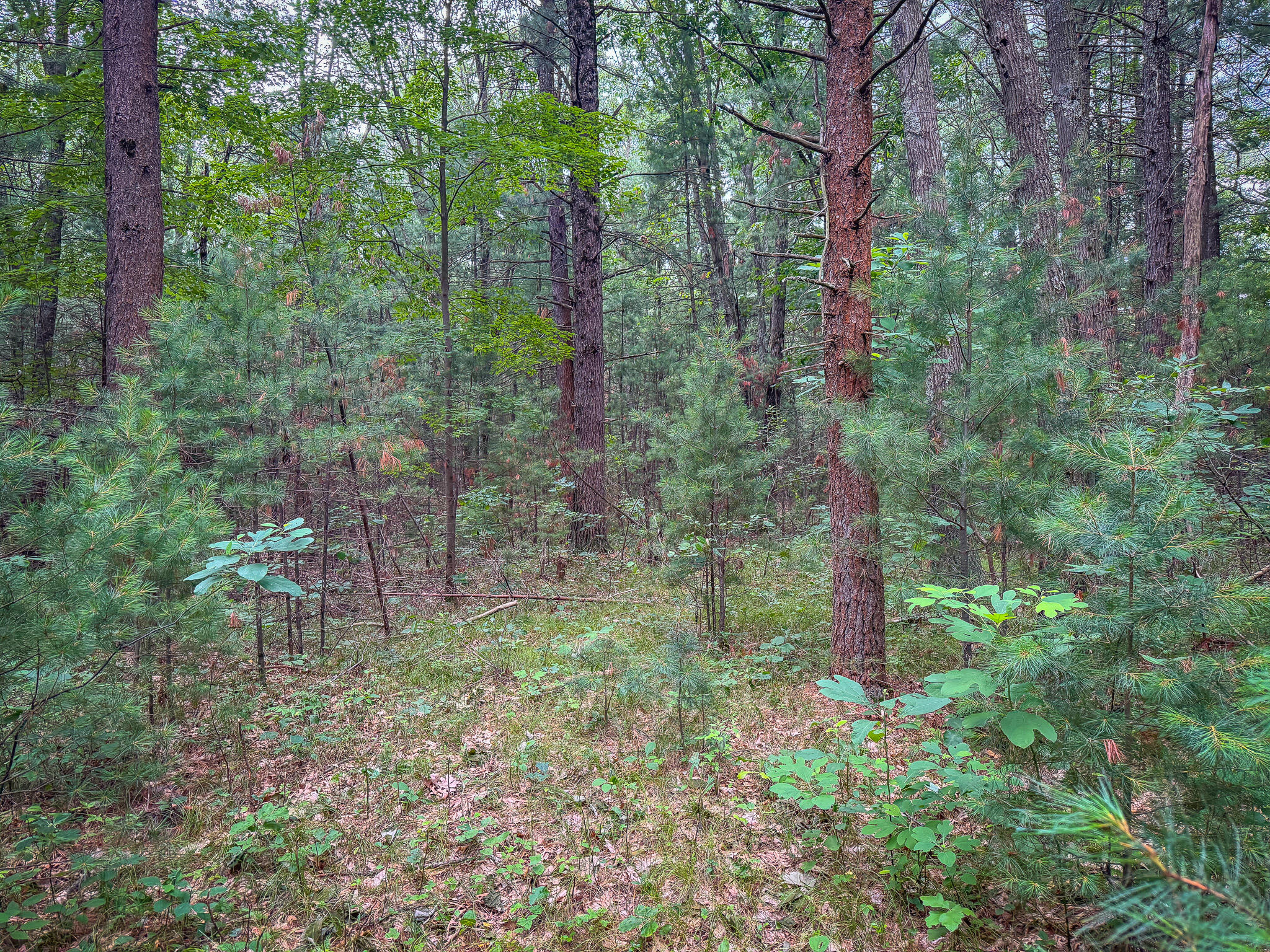 V/L W Holton Whitehall Road